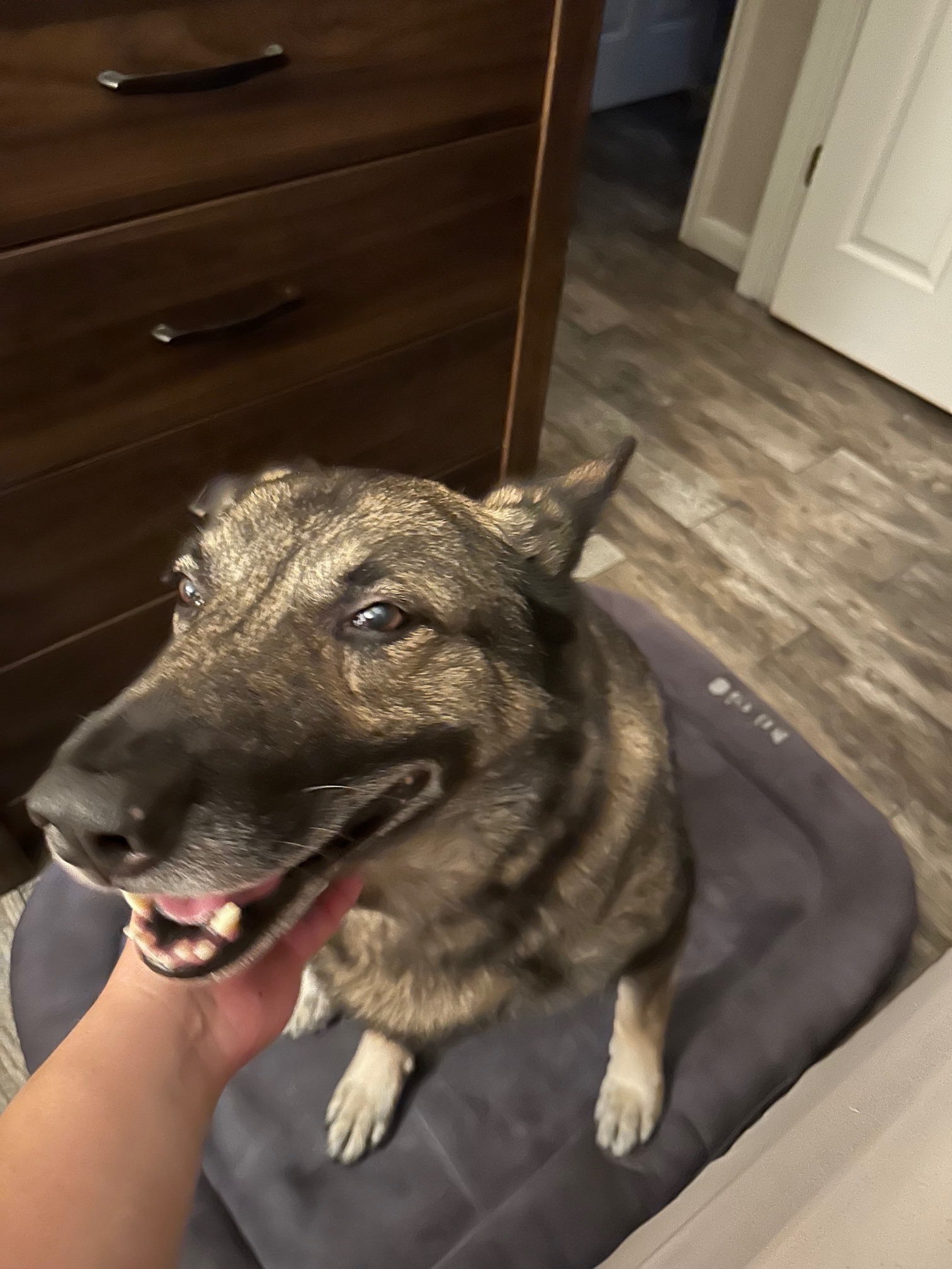 Donate to Max's Surgery and Care campaign photo, 5 of 6