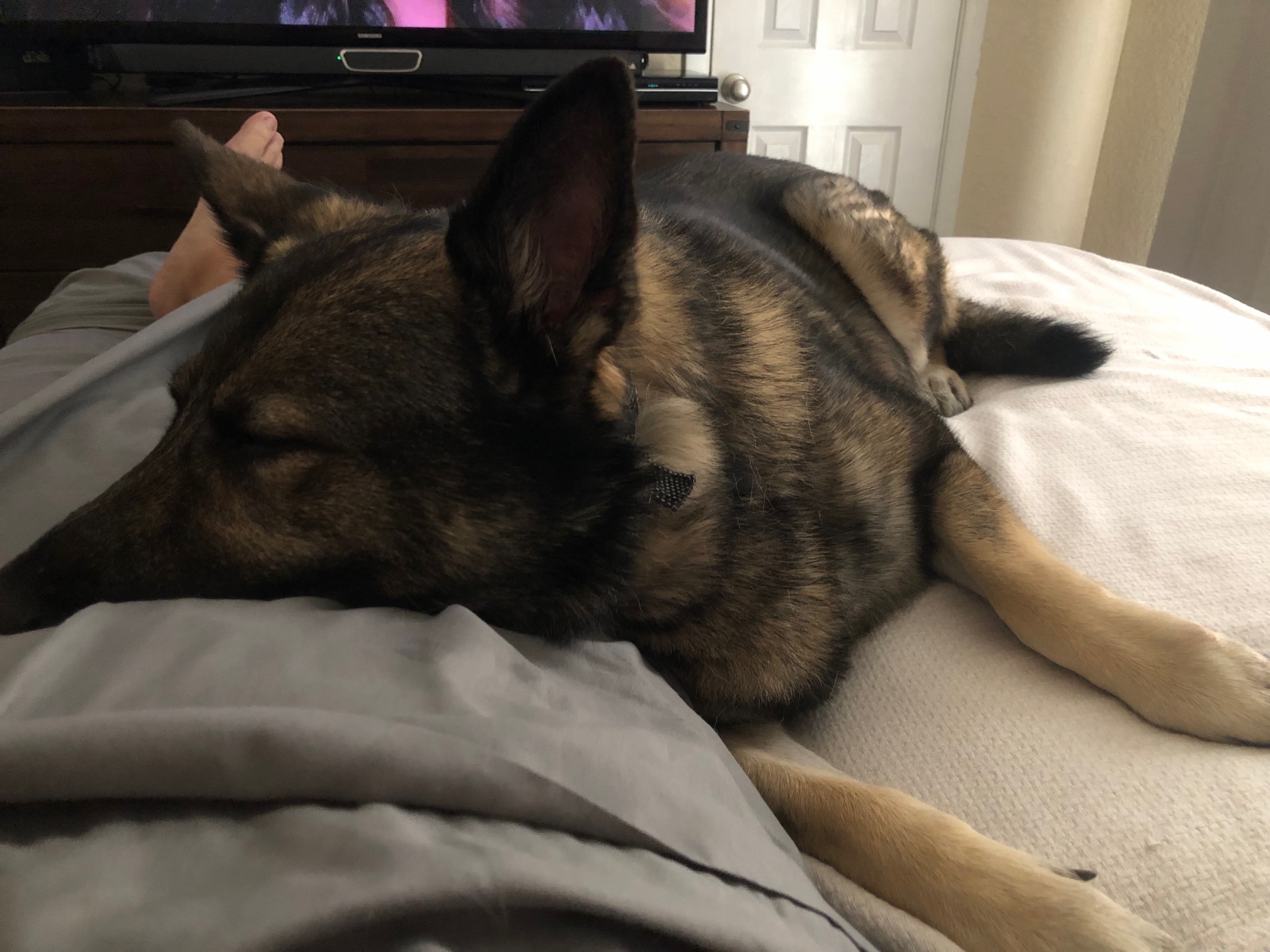 Donate to Max's Surgery and Care campaign photo, 2 of 6