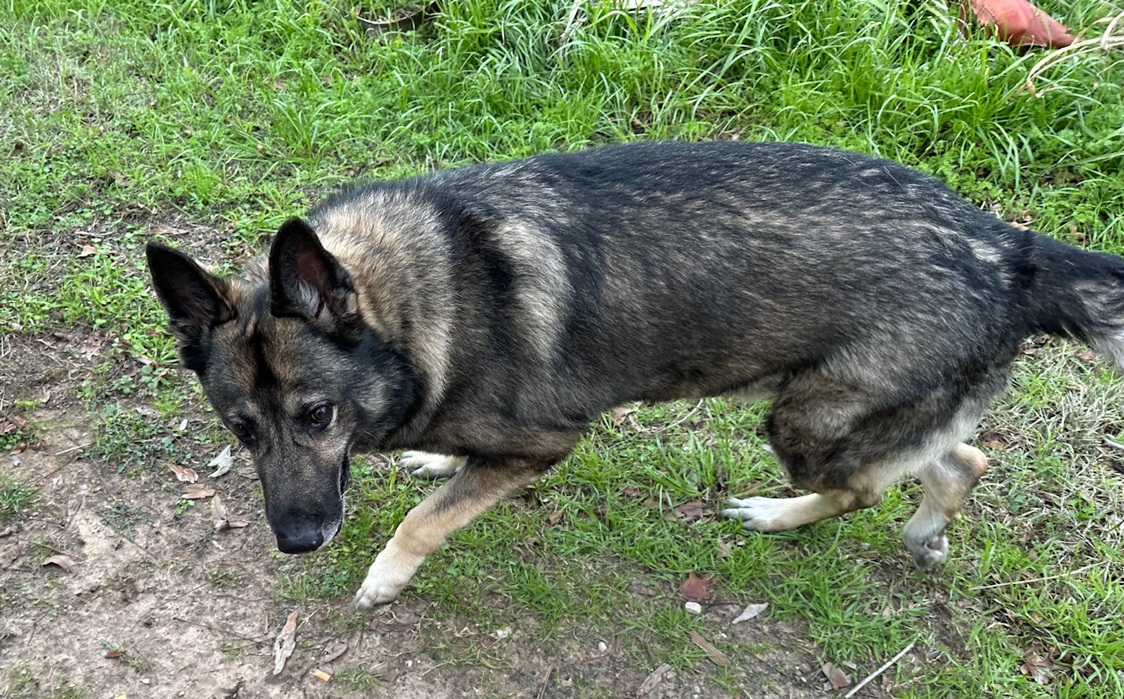 Donate to Max's Surgery and Care campaign photo, 4 of 6