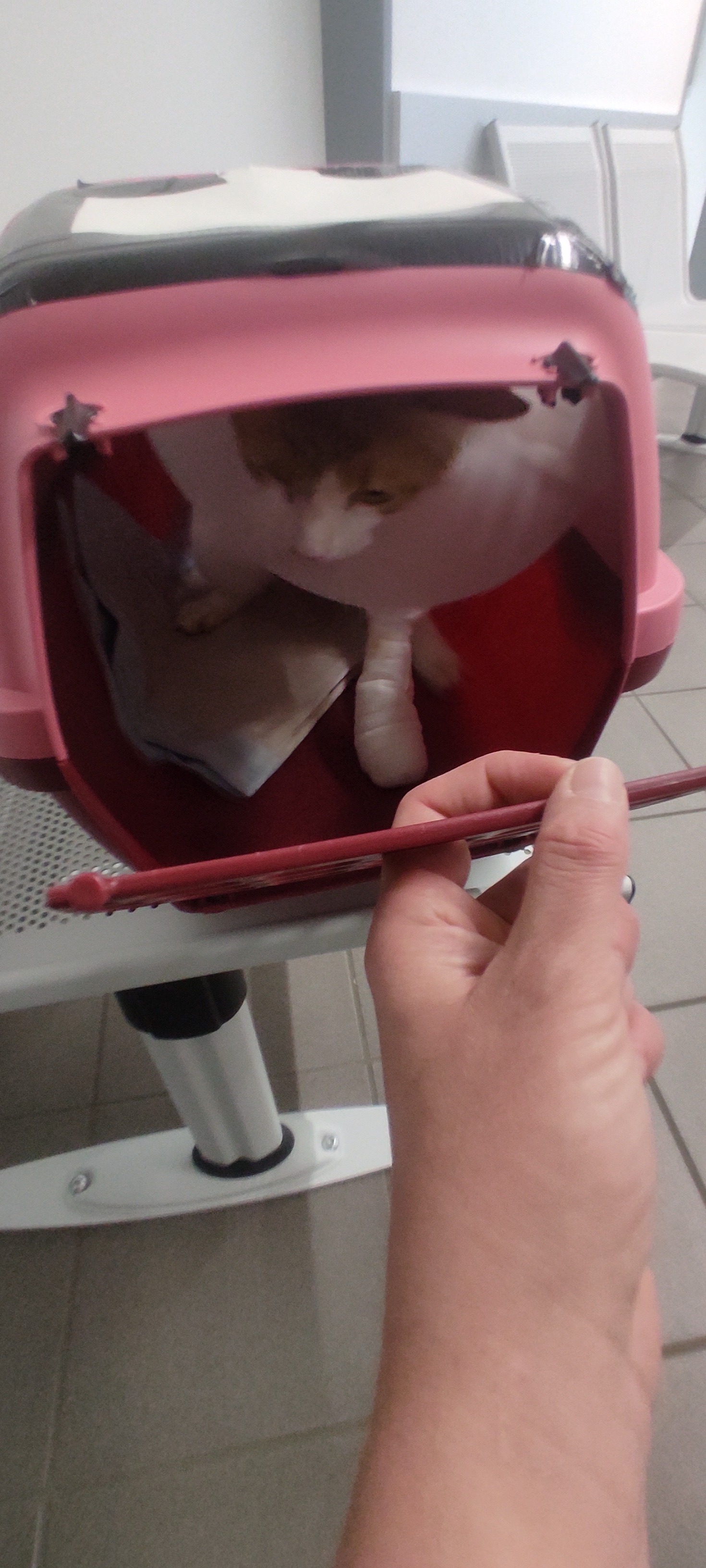 Hilfe für unseren tapferen Kater Moreese campaign photo, 6 of 8