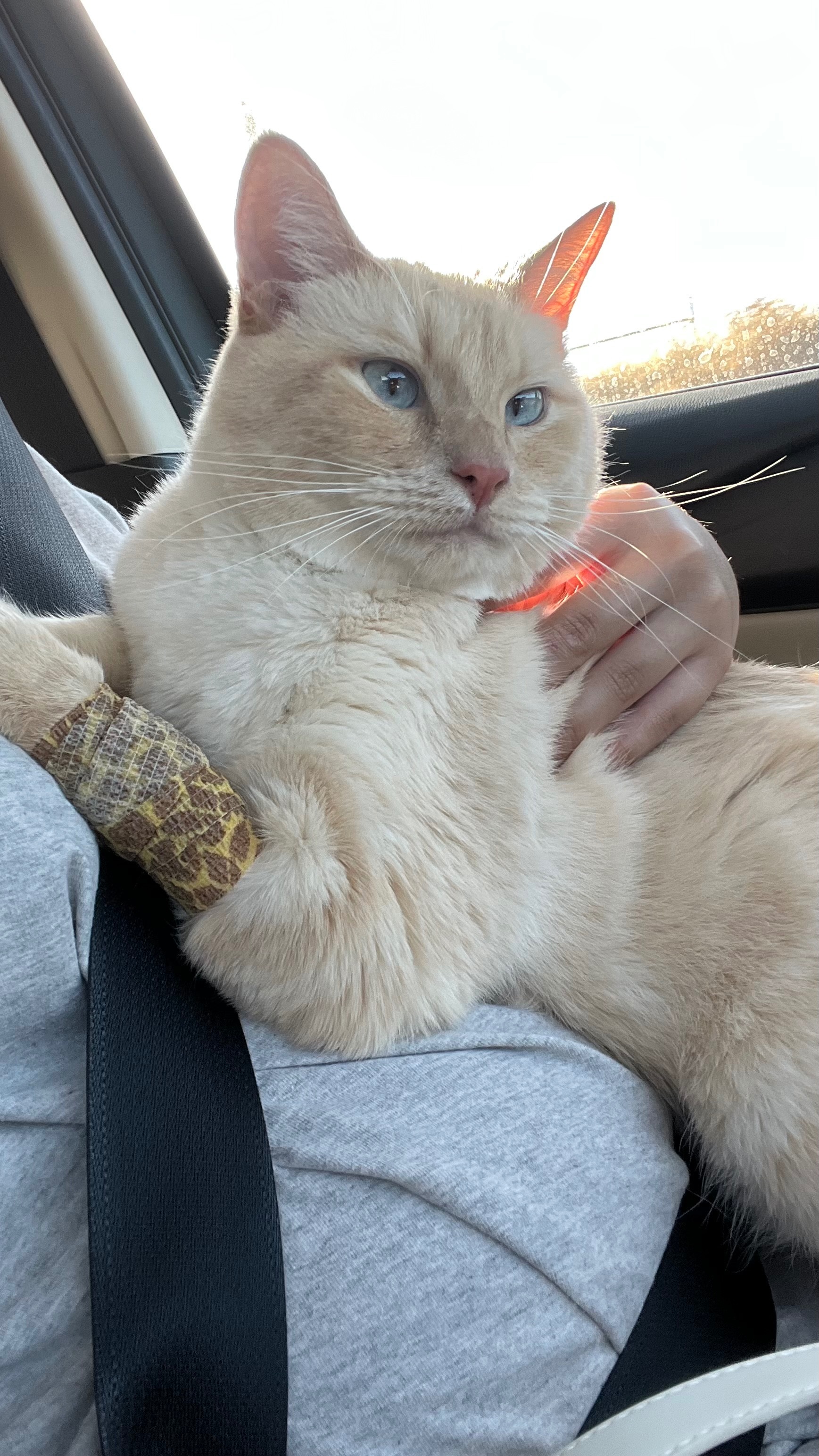 Sweet Koi Needs Your Help for Vet Bills campaign photo, 6 of 7