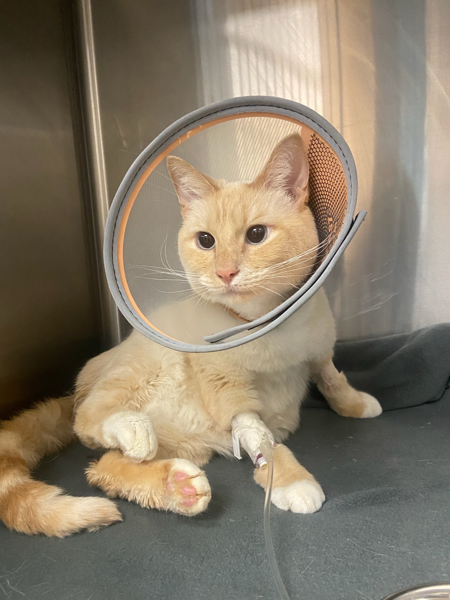 Sweet Koi Needs Your Help for Vet Bills campaign photo, 2 of 7