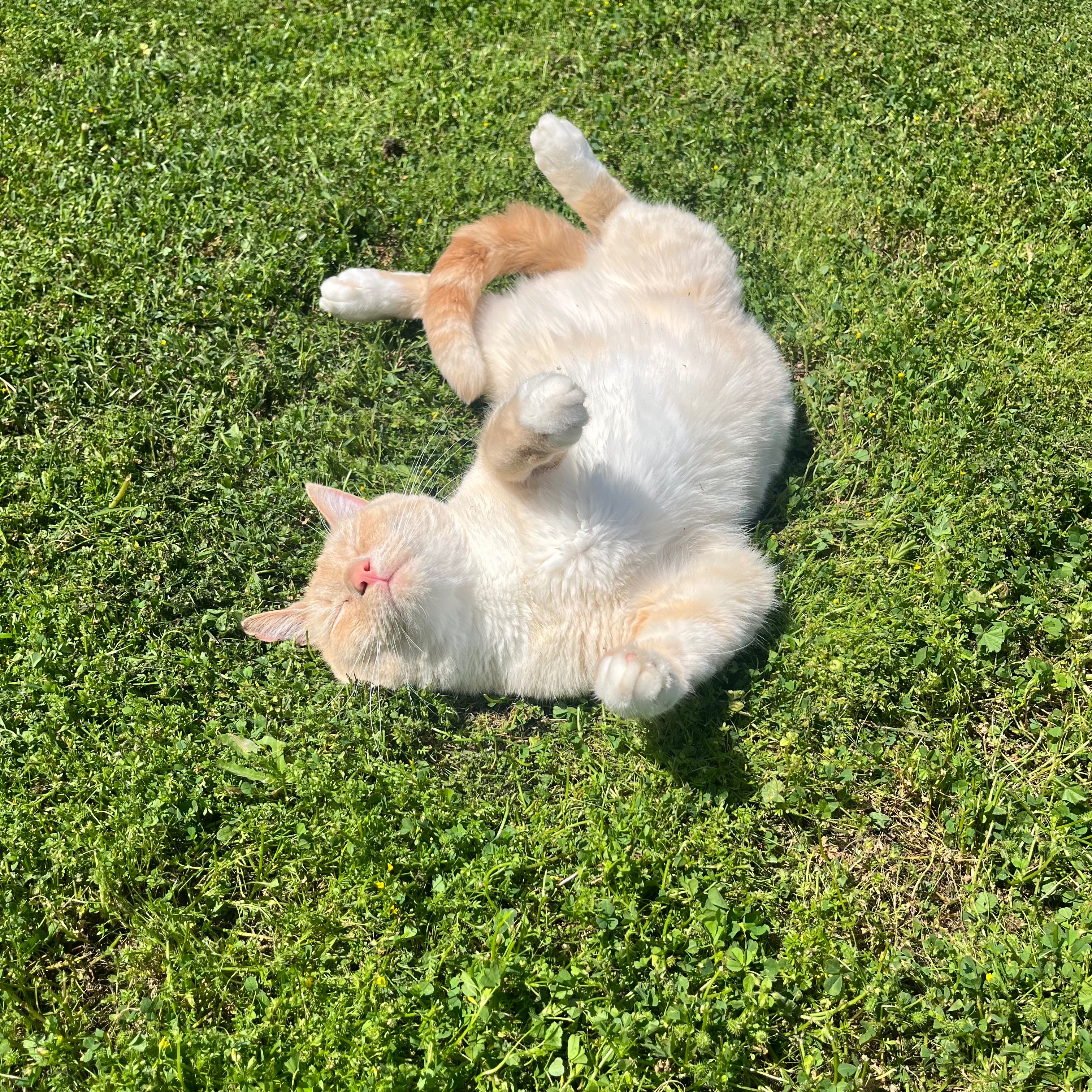 Sweet Koi Needs Your Help for Vet Bills campaign photo, 4 of 7
