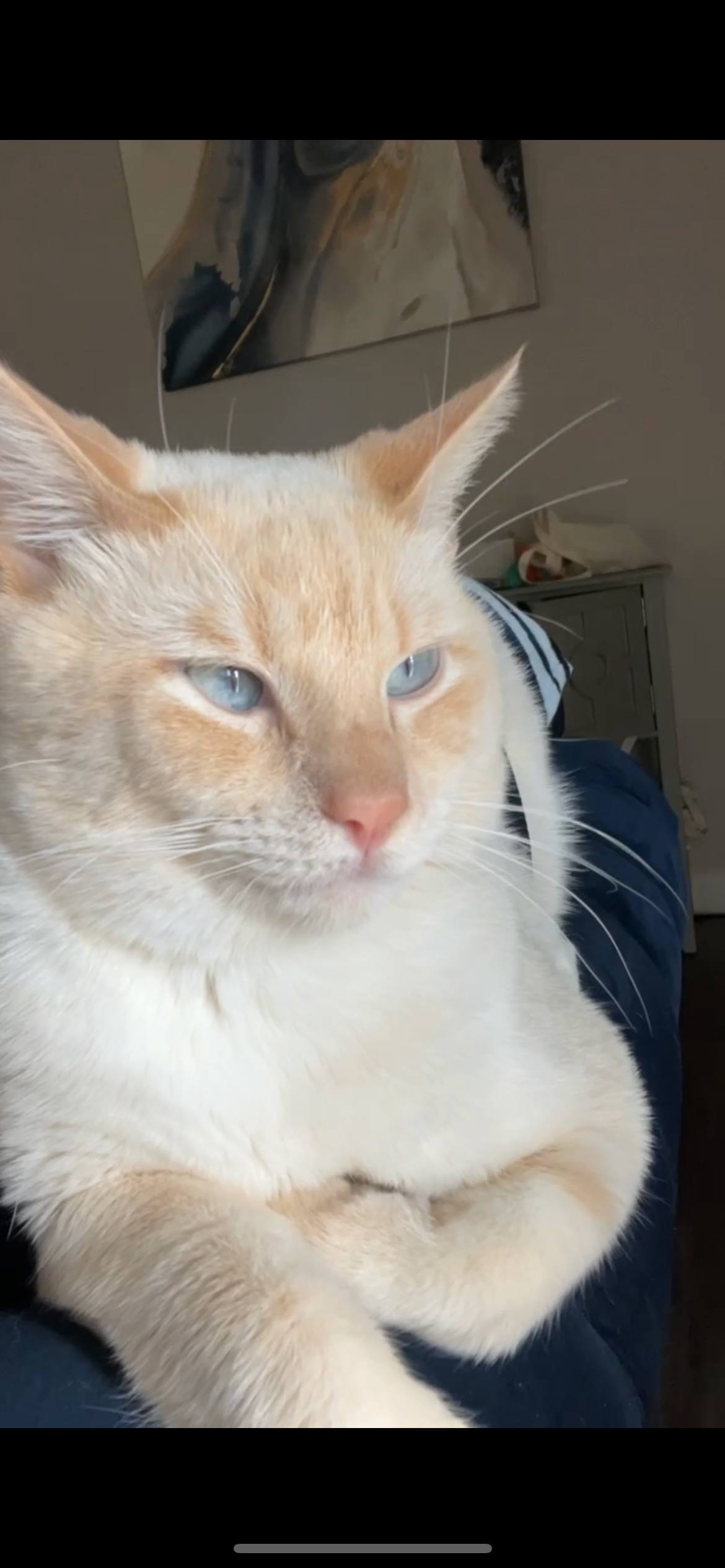 Sweet Koi Needs Your Help for Vet Bills campaign photo, 5 of 7