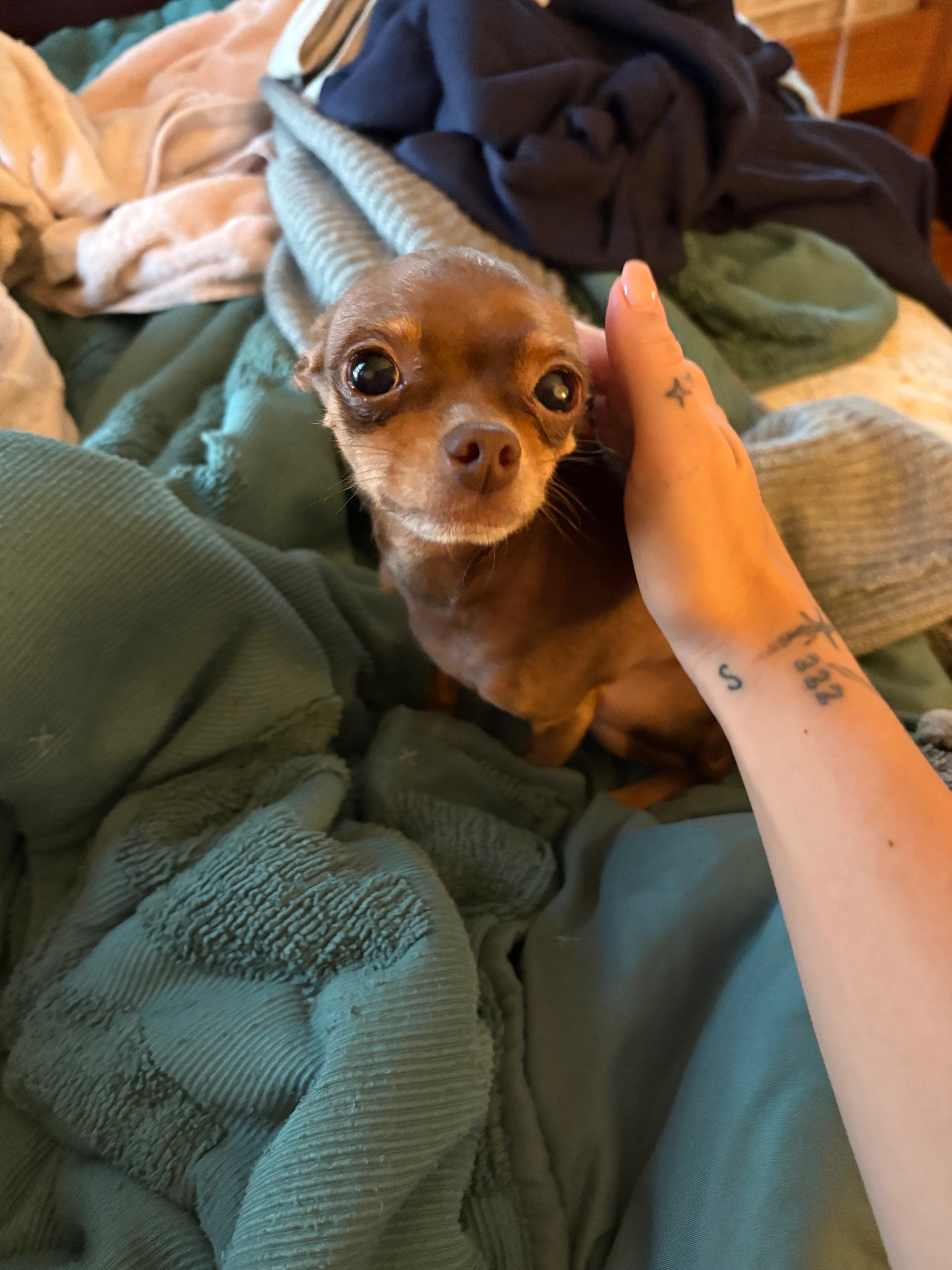 Love & Healing for Papa’s Pup campaign photo, 7 of 8