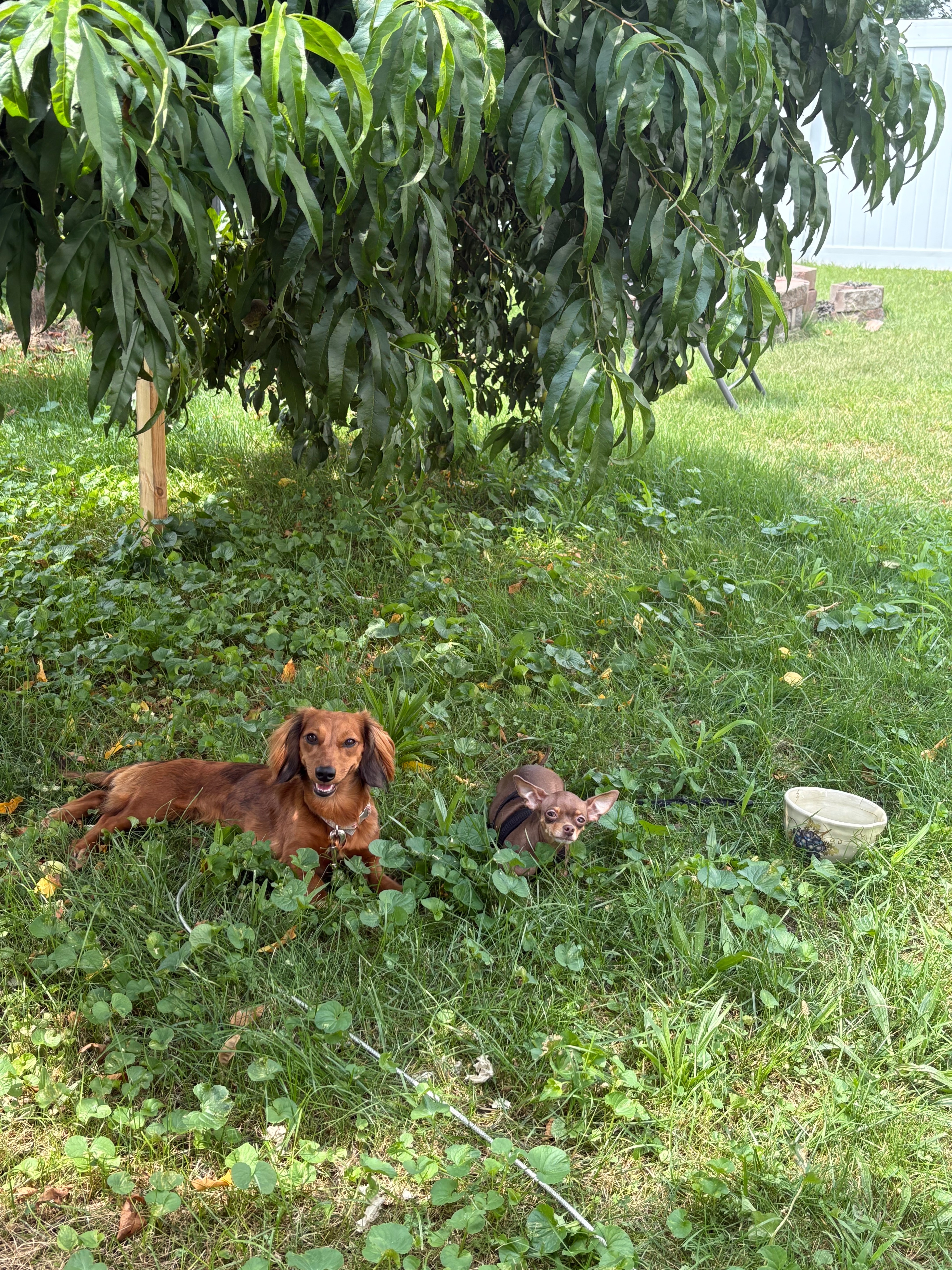 Love & Healing for Papa’s Pup campaign photo, 4 of 8