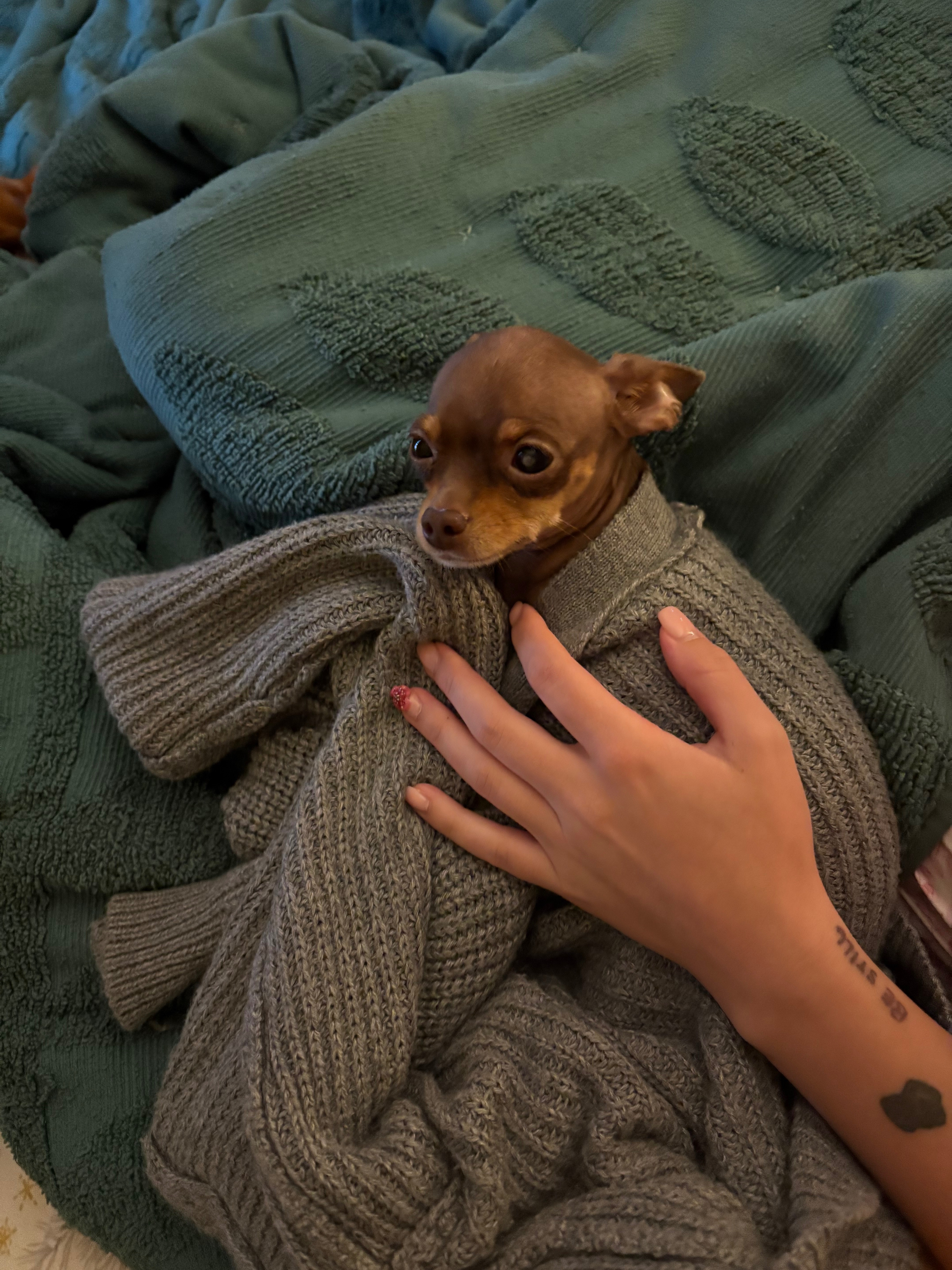 Love & Healing for Papa’s Pup campaign photo, 6 of 8