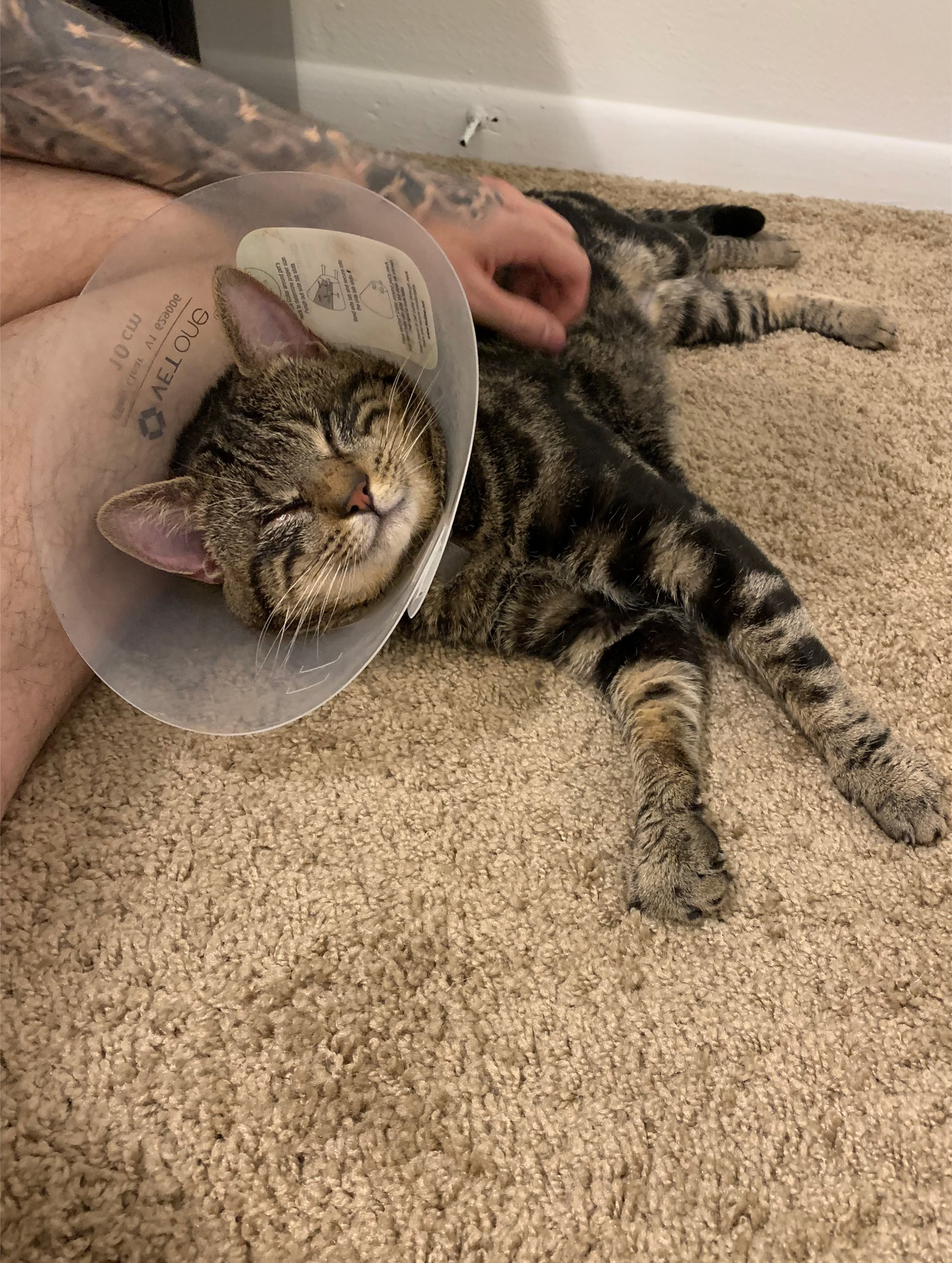 Save Ozzy's Sight with Your Kindness campaign photo, 5 of 5