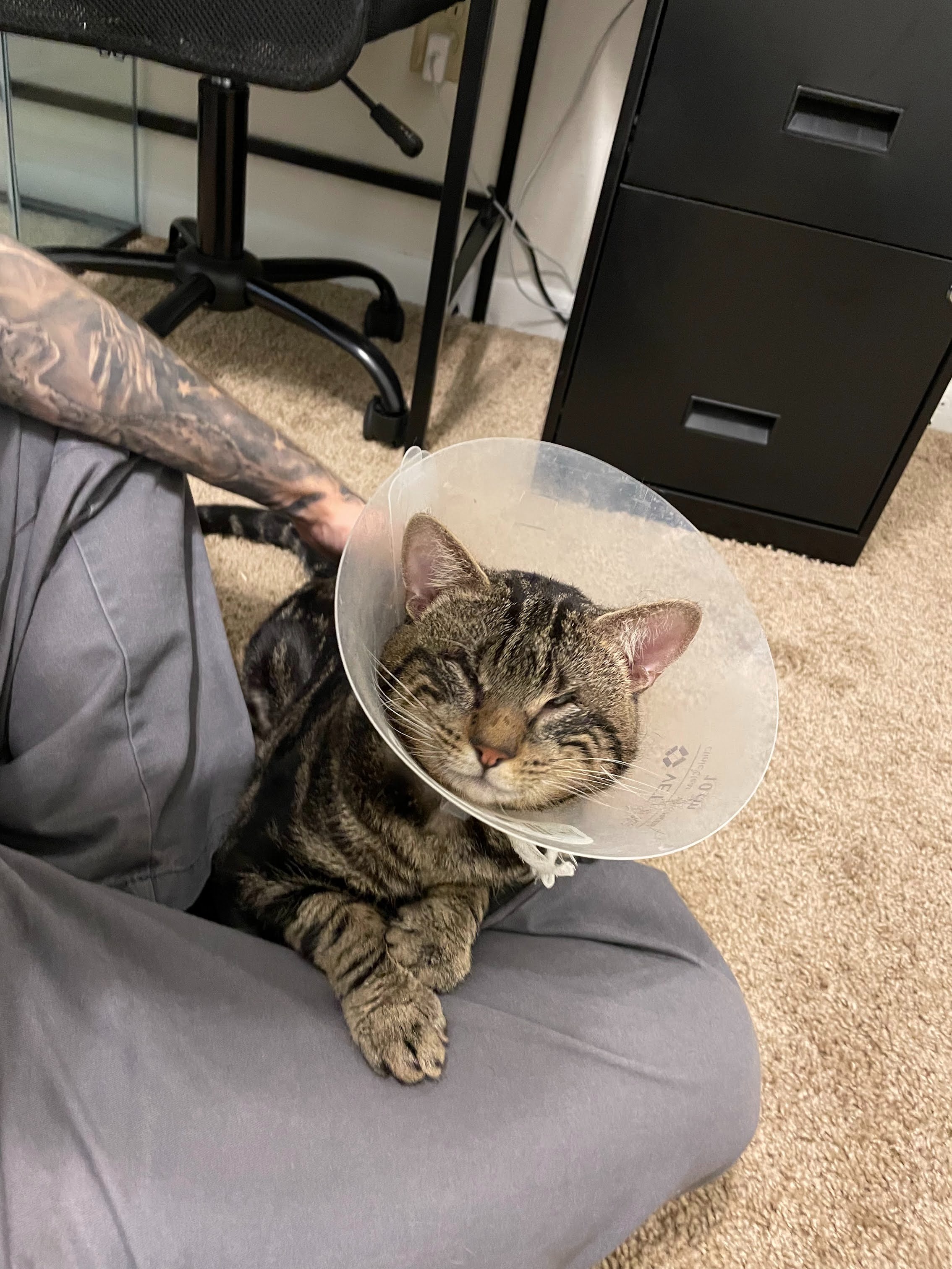 Save Ozzy's Sight with Your Kindness campaign photo, 4 of 5