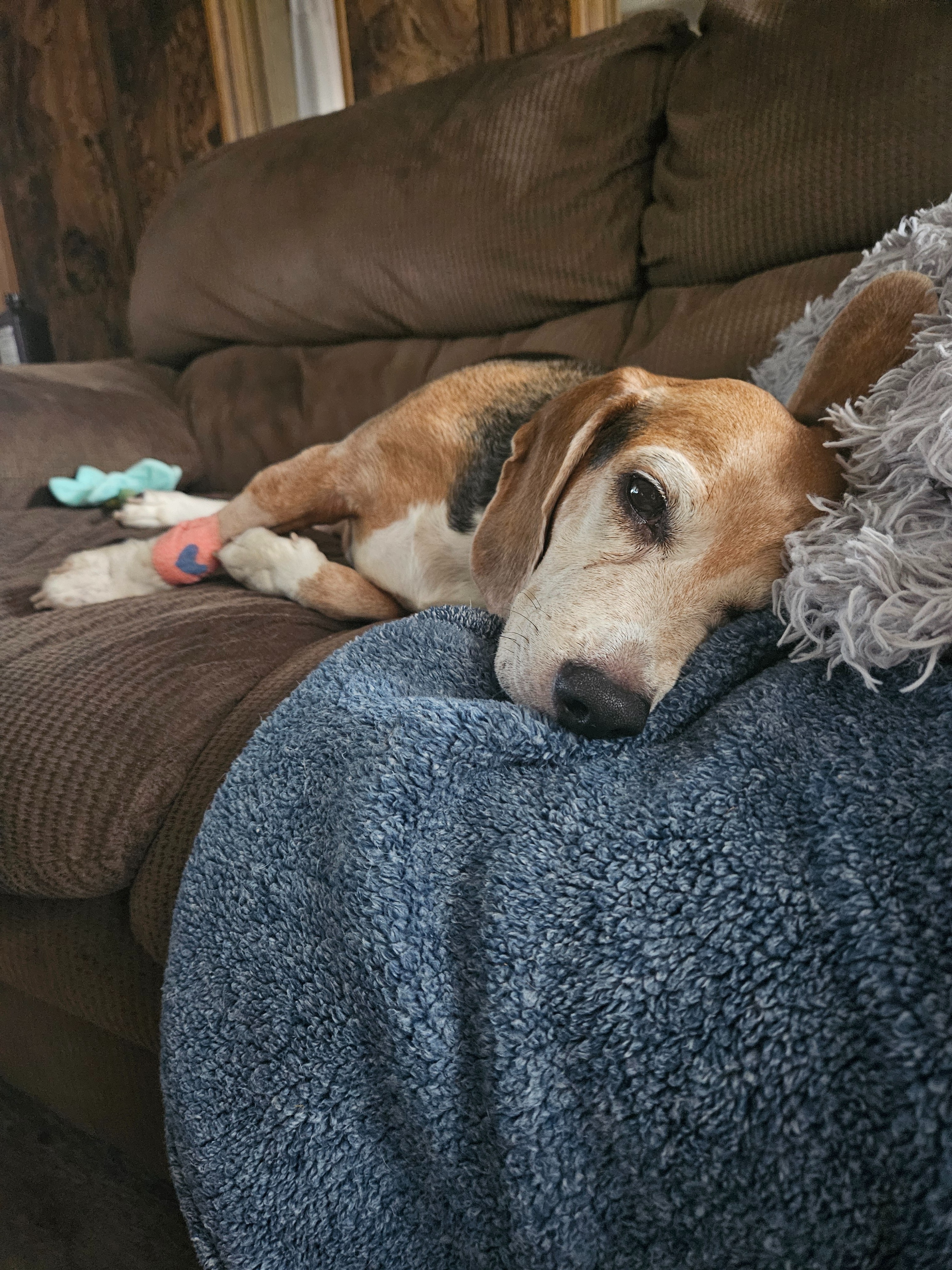 HELP Milo in his Recovery campaign photo, 6 of 7