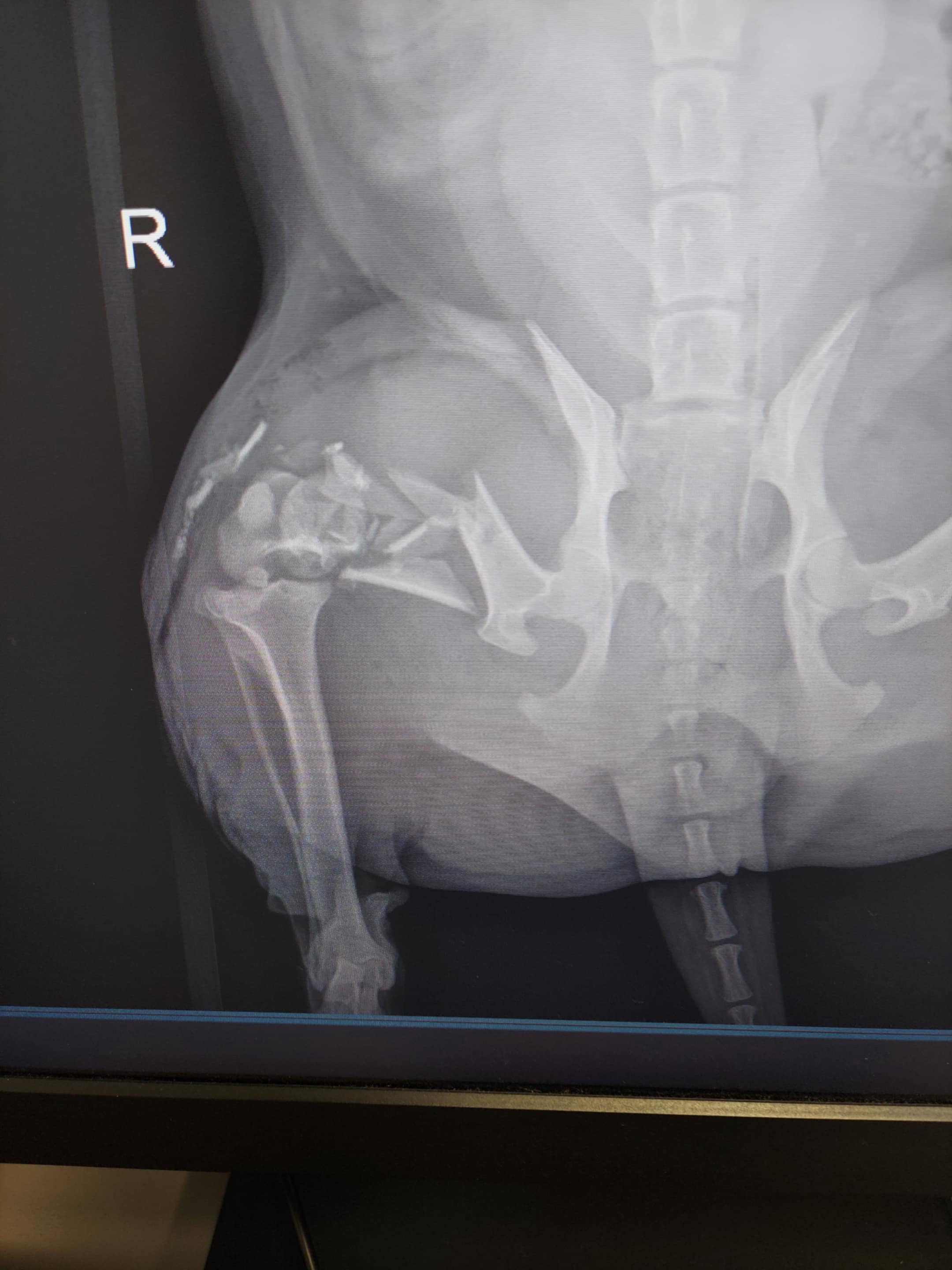 HELP Milo in his Recovery campaign photo, 2 of 7