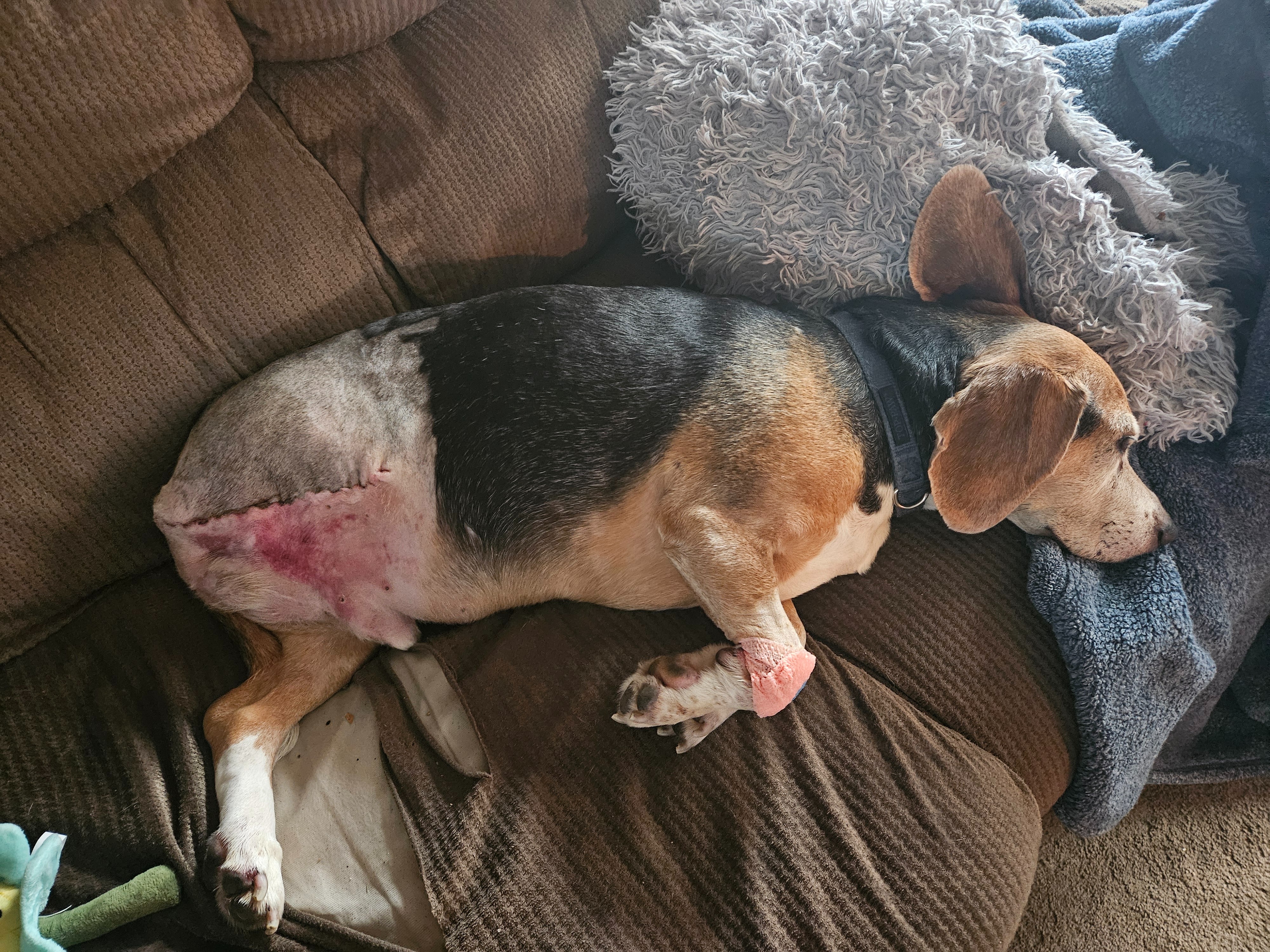 HELP Milo in his Recovery campaign photo, 5 of 7