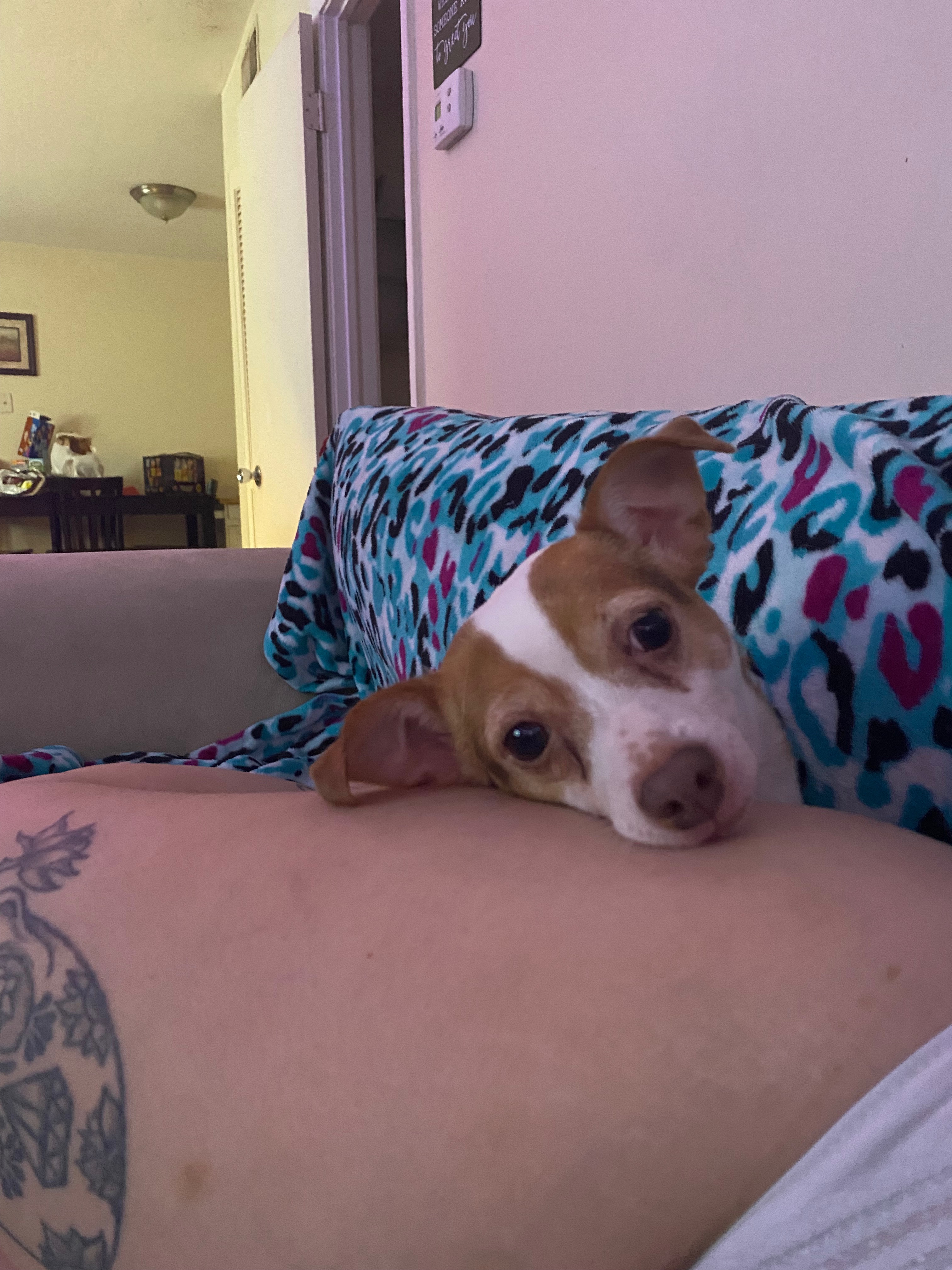 Help Luna get the surgery she needs to keep spreading love. campaign photo, 7 of 8