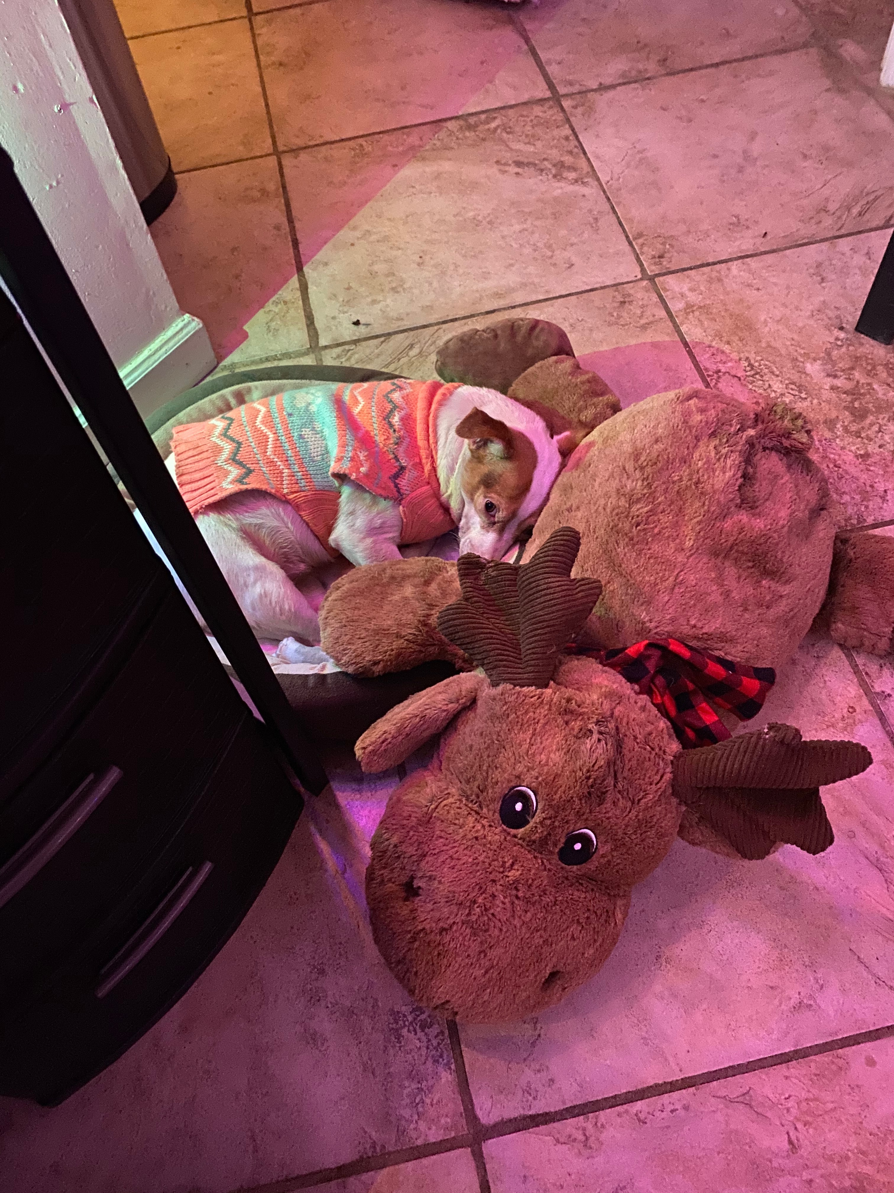 Help Luna get the surgery she needs to keep spreading love. campaign photo, 2 of 8