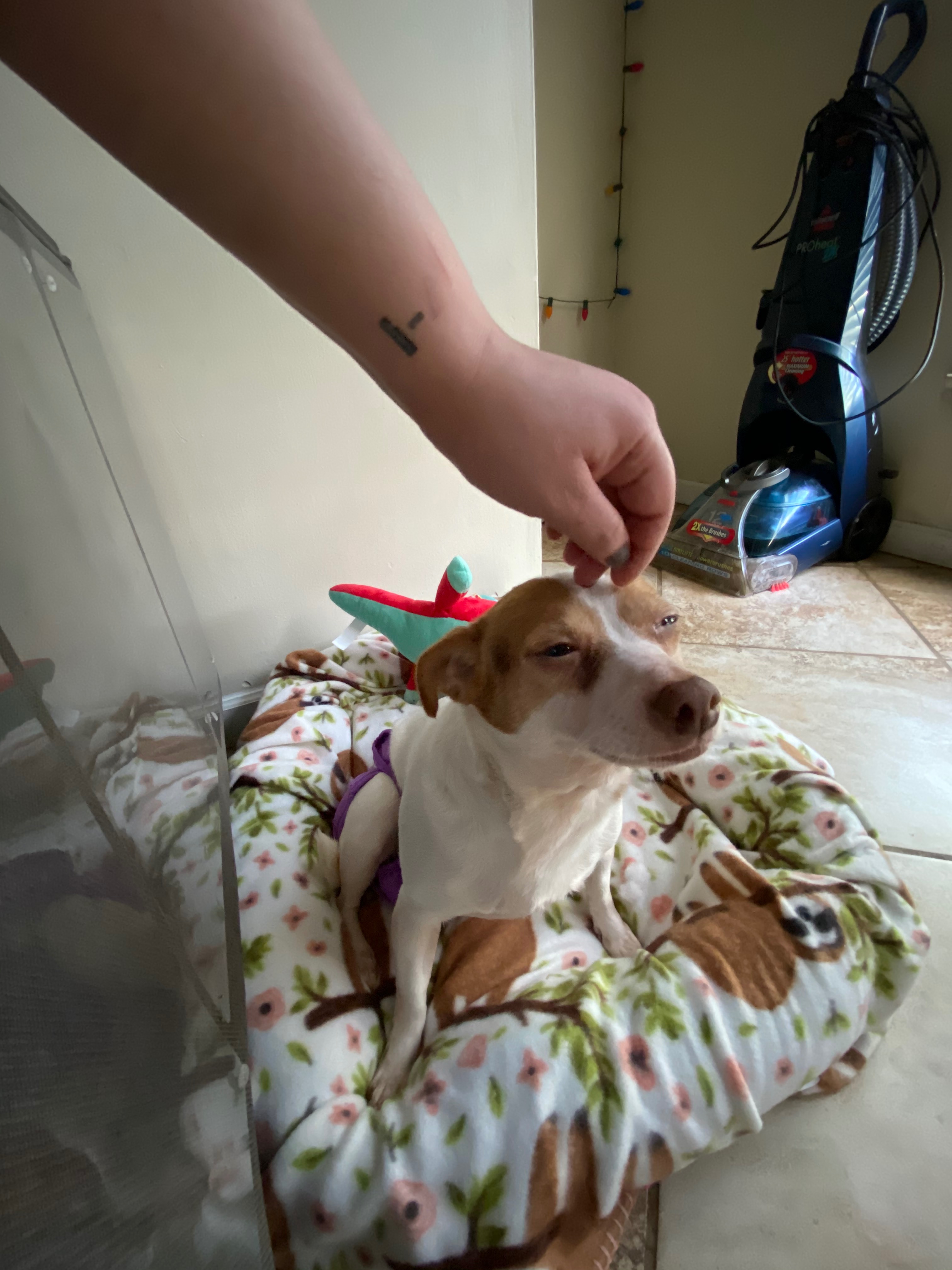 Help Luna get the surgery she needs to keep spreading love. campaign photo, 4 of 8