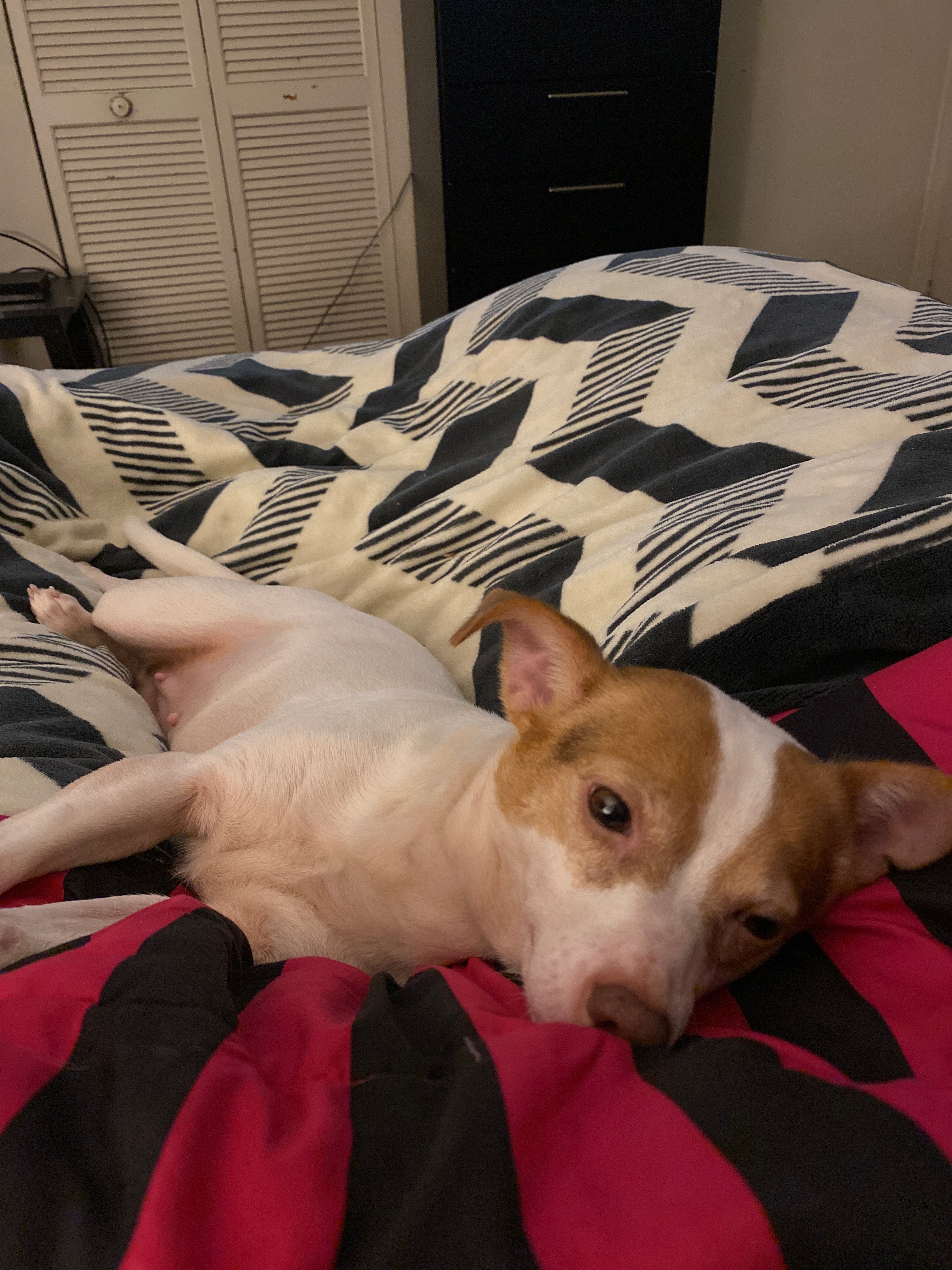 Help Luna get the surgery she needs to keep spreading love. campaign photo, 6 of 8