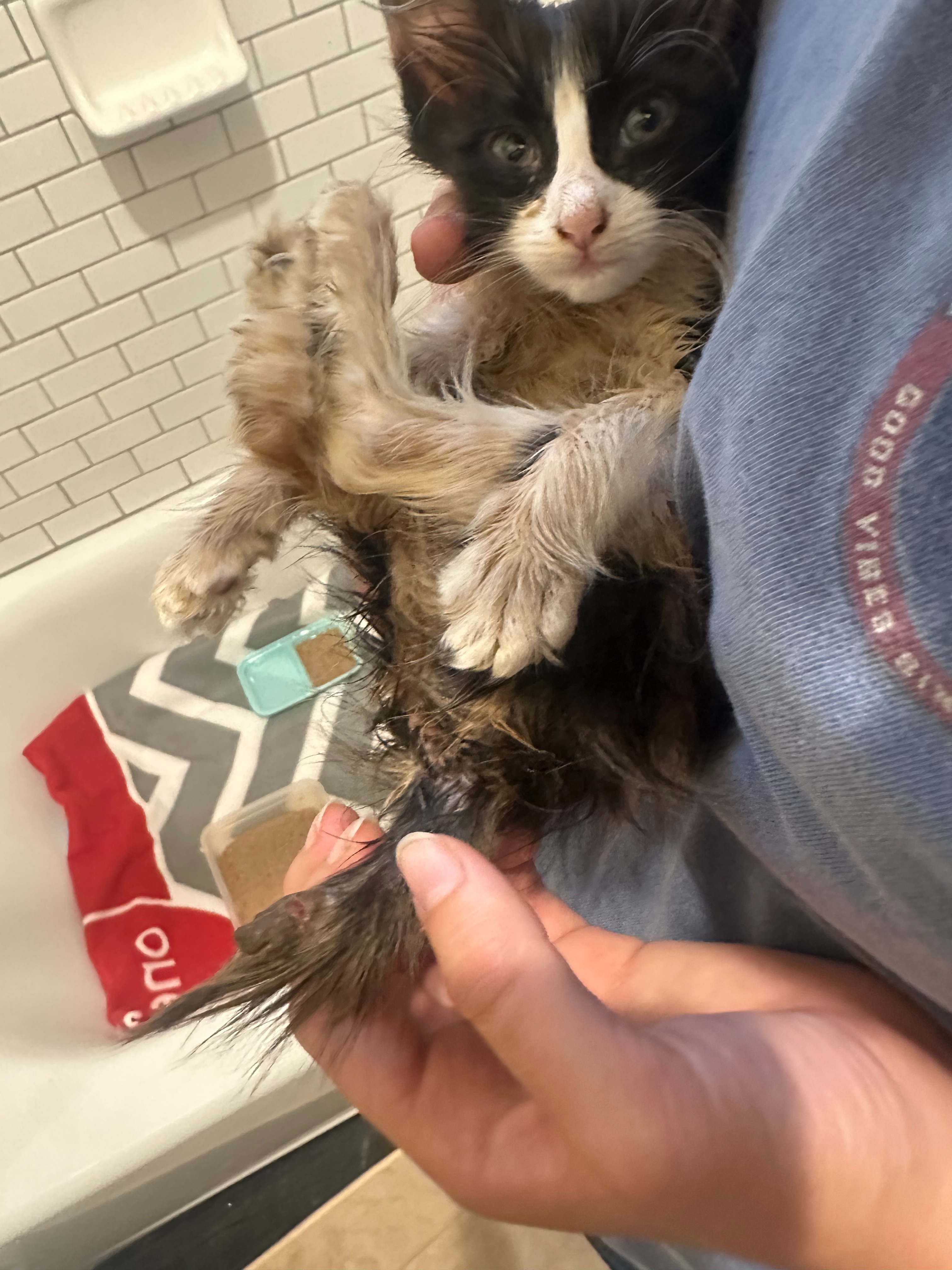 —Broken but still purring, Kitty Callie needs your help! campaign photo, 7 of 8