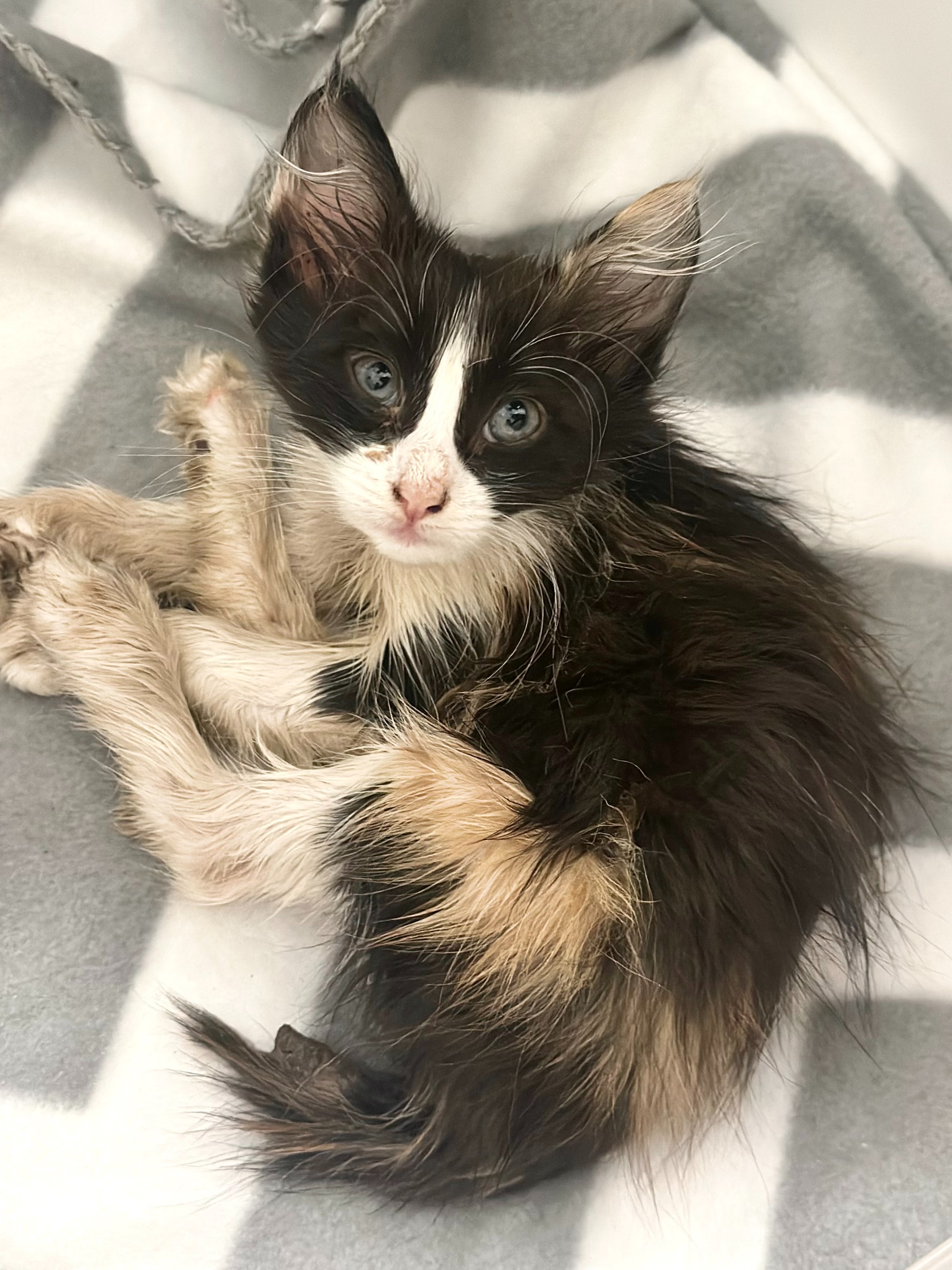 —Broken but still purring, Kitty Callie needs your help! campaign photo, 2 of 8