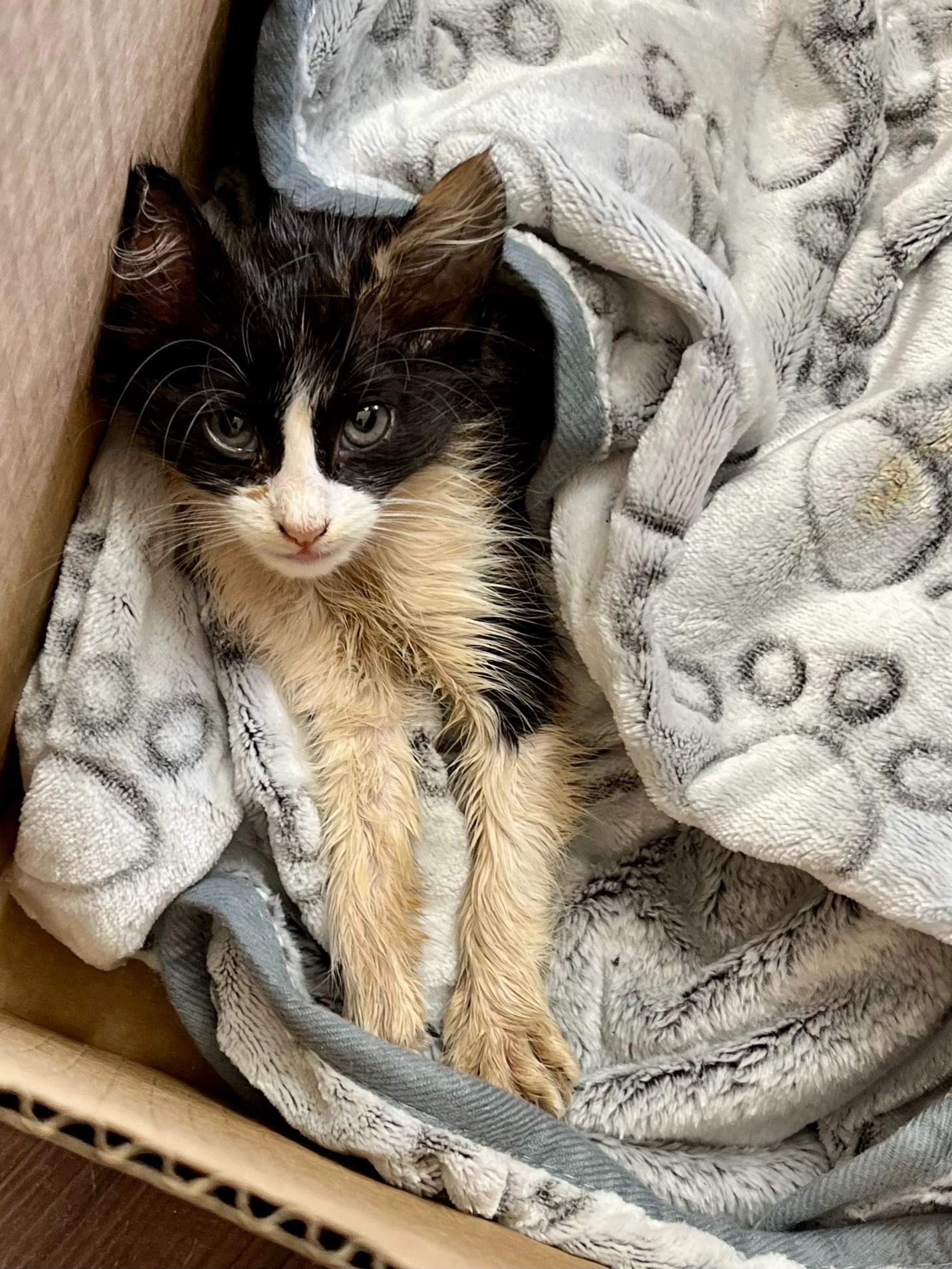 —Broken but still purring, Kitty Callie needs your help! campaign photo, 4 of 8