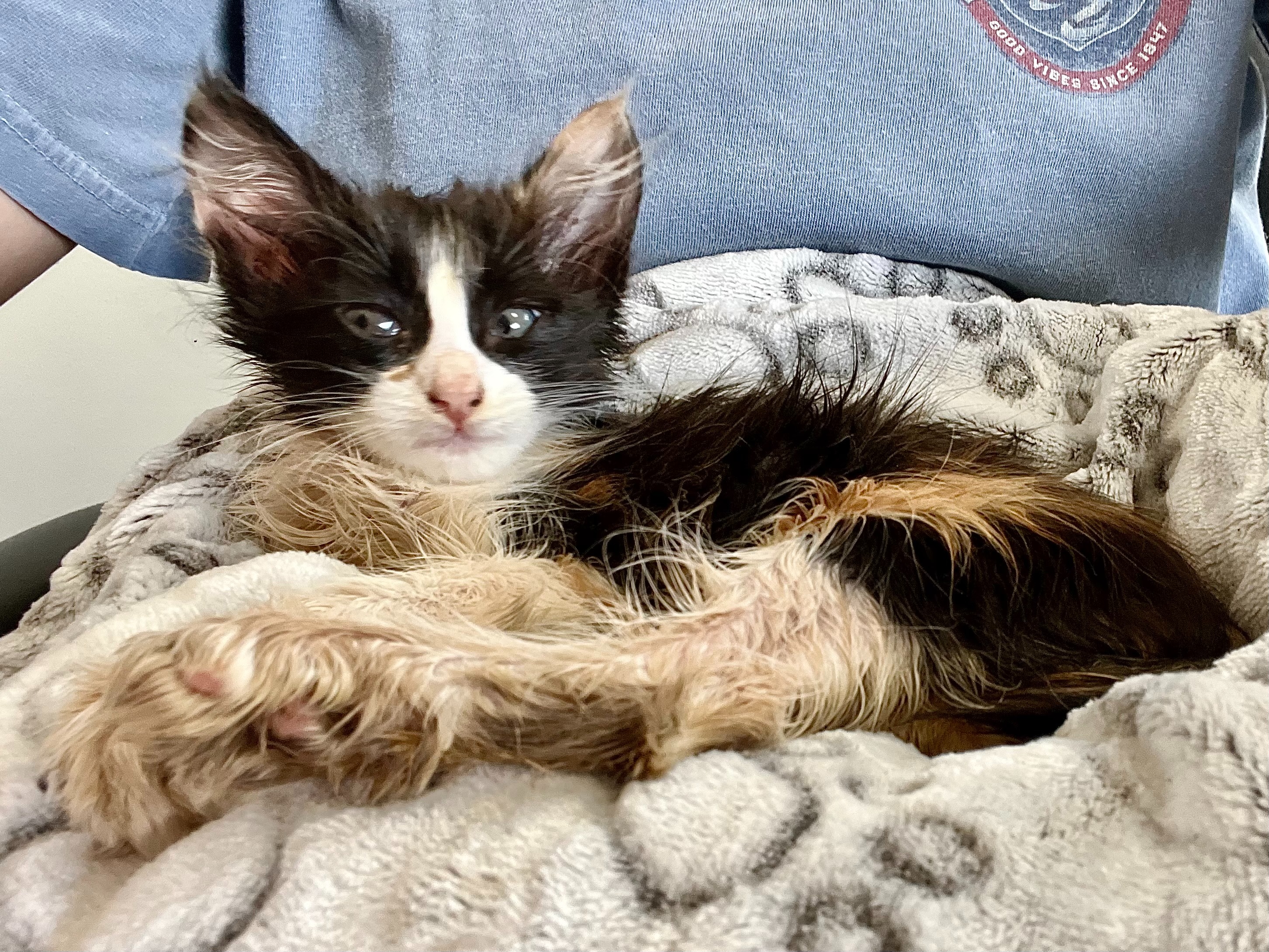 —Broken but still purring, Kitty Callie needs your help! campaign photo, 5 of 8