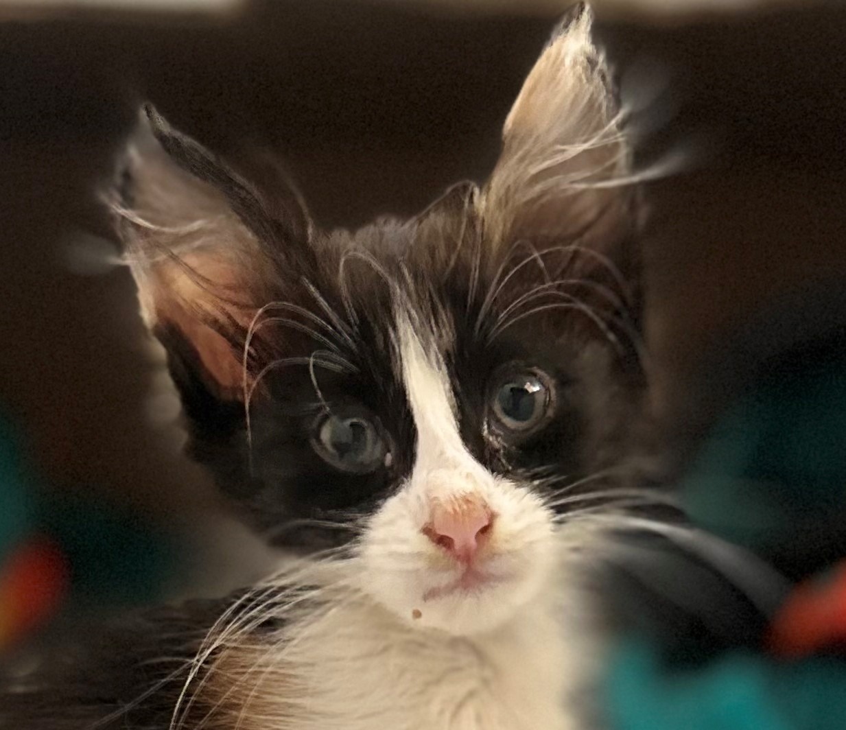 —Broken but still purring, Kitty Callie needs your help! campaign photo, 6 of 8