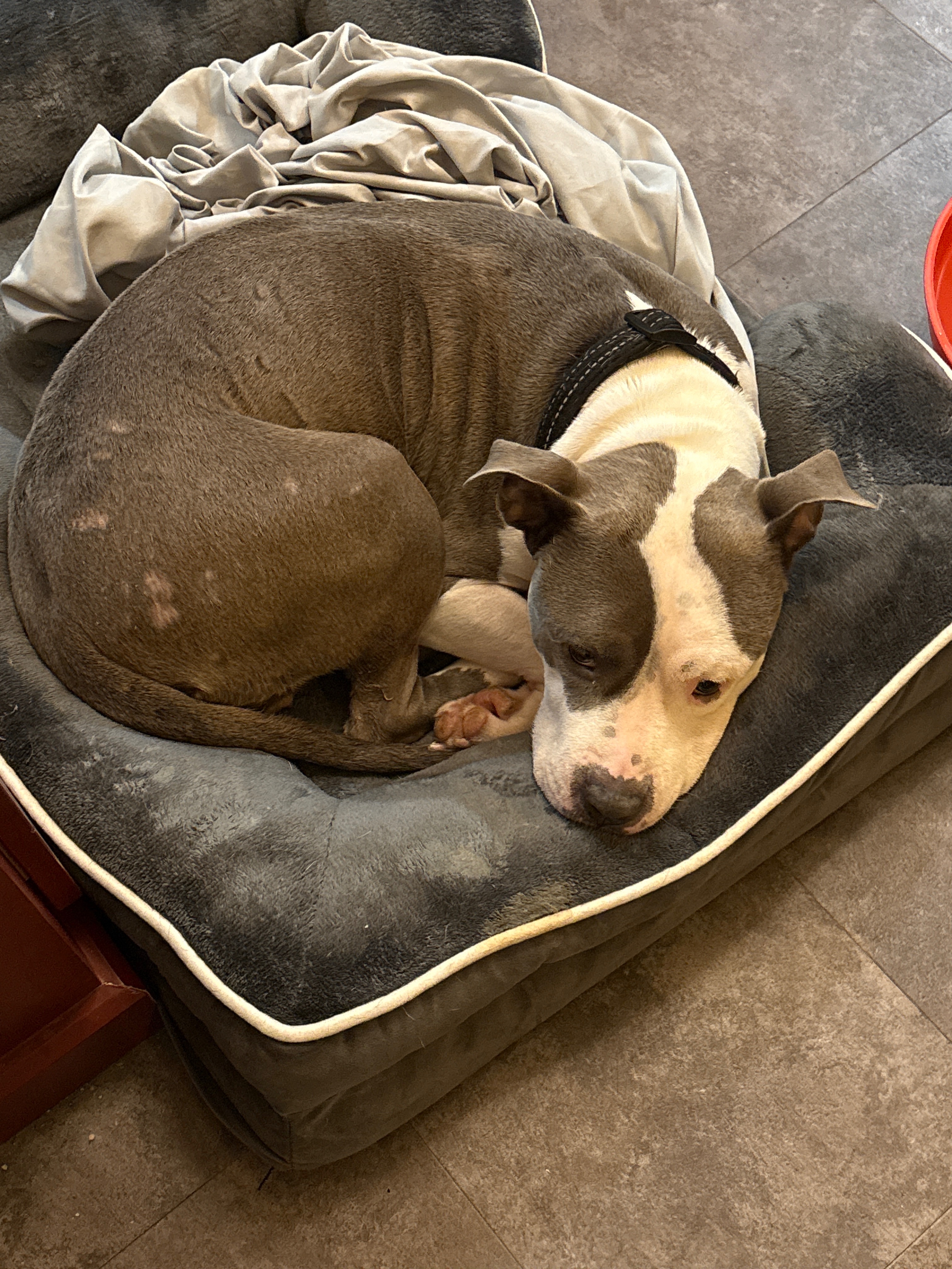 Support Stormy's Urgent Surgery for Survival campaign photo, 6 of 6