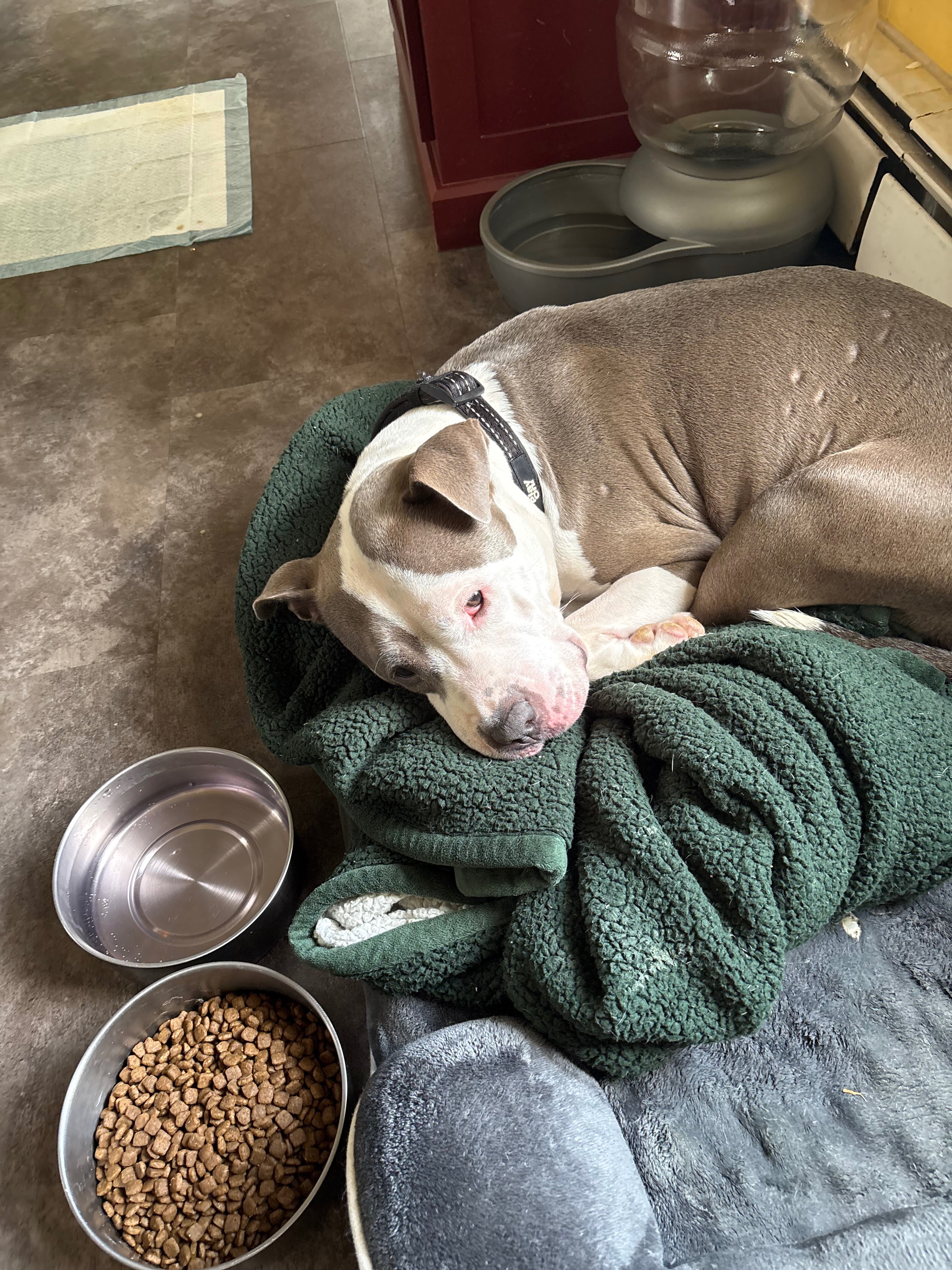 Support Stormy's Urgent Surgery for Survival campaign photo, 2 of 6