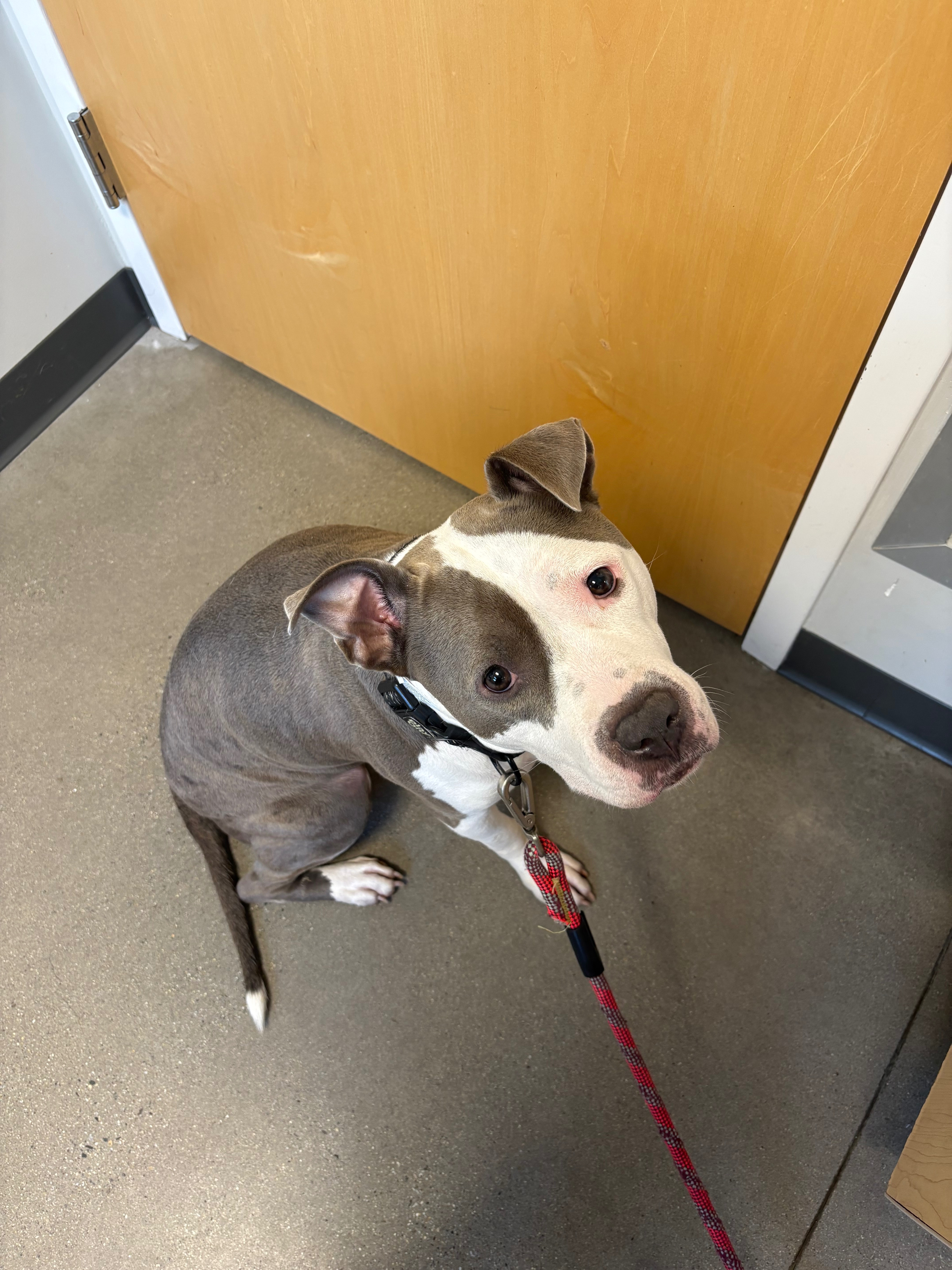 Support Stormy's Urgent Surgery for Survival campaign photo, 4 of 6