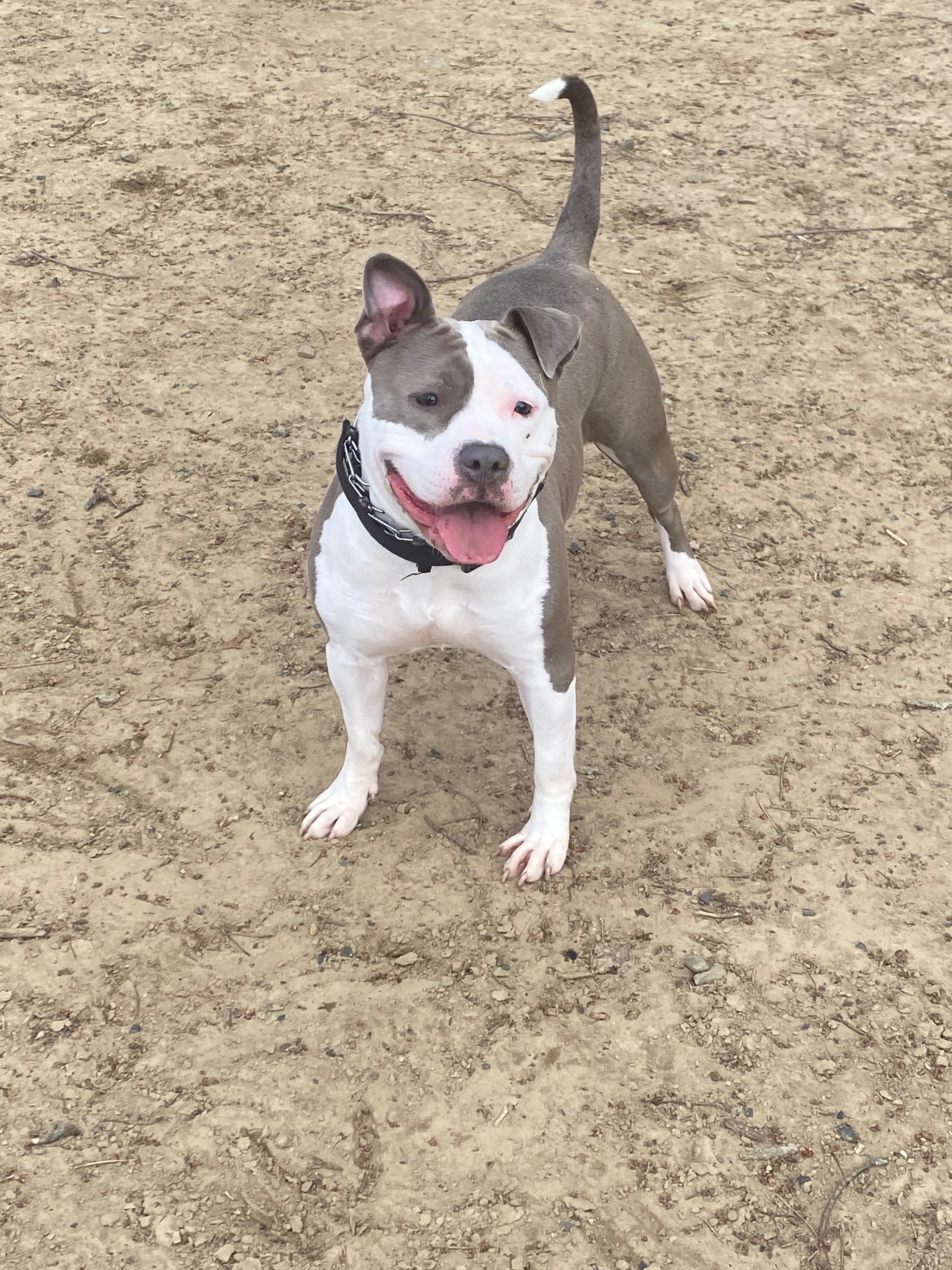 Support Stormy's Urgent Surgery for Survival campaign photo, 5 of 6