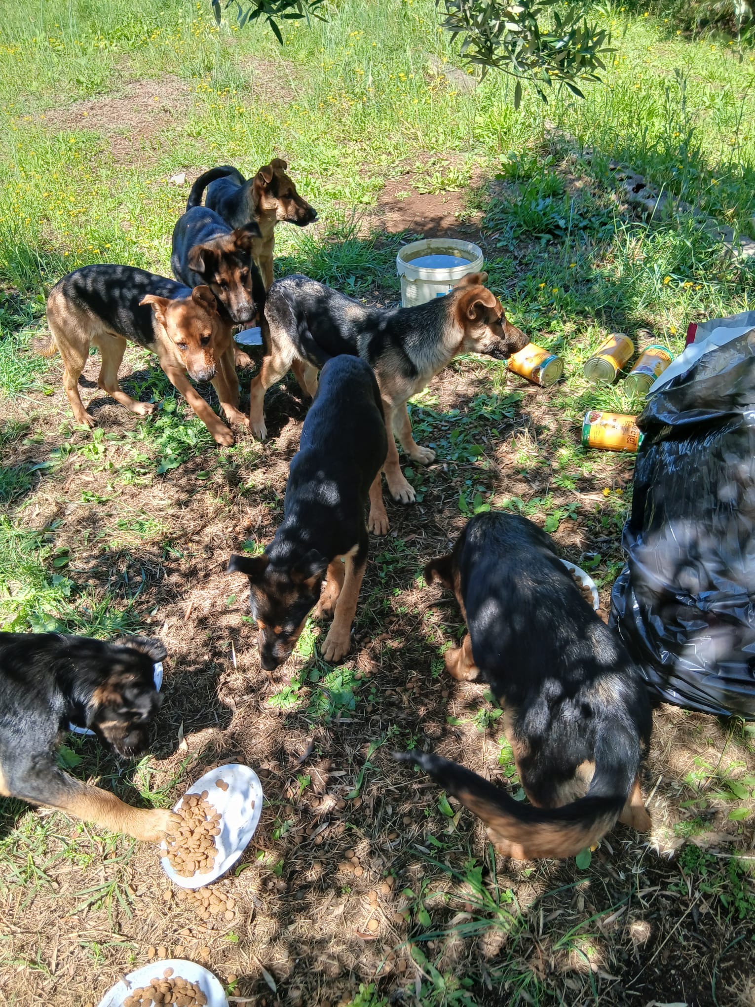 Casa famiglia per cani abbandonati campaign photo, 7 of 8
