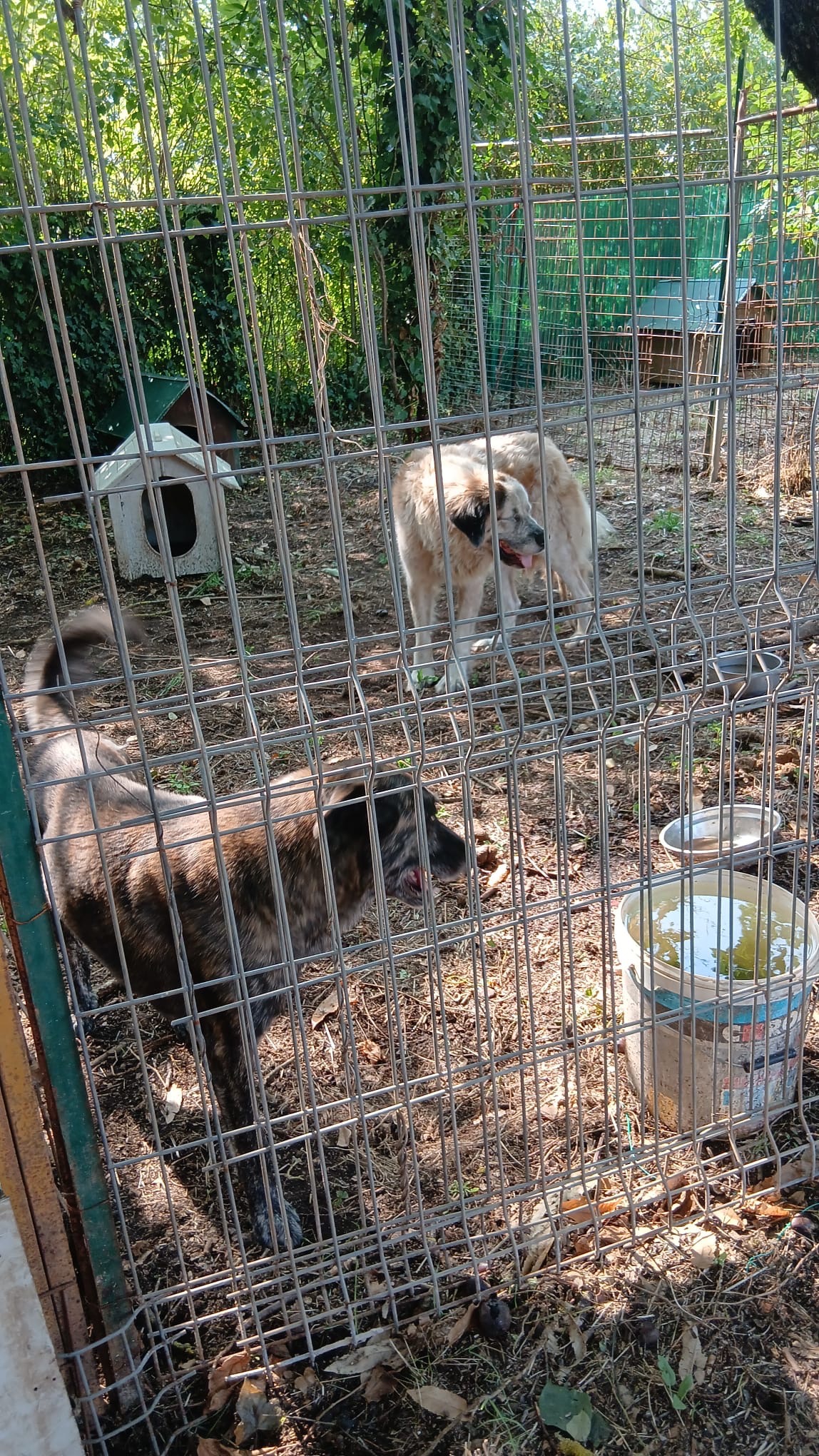 Casa famiglia per cani abbandonati campaign photo, 4 of 8
