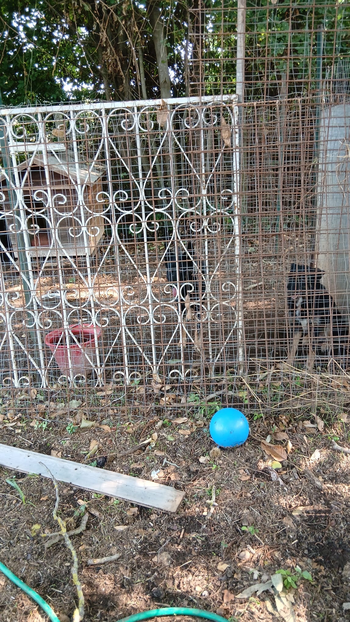 Casa famiglia per cani abbandonati campaign photo, 6 of 8