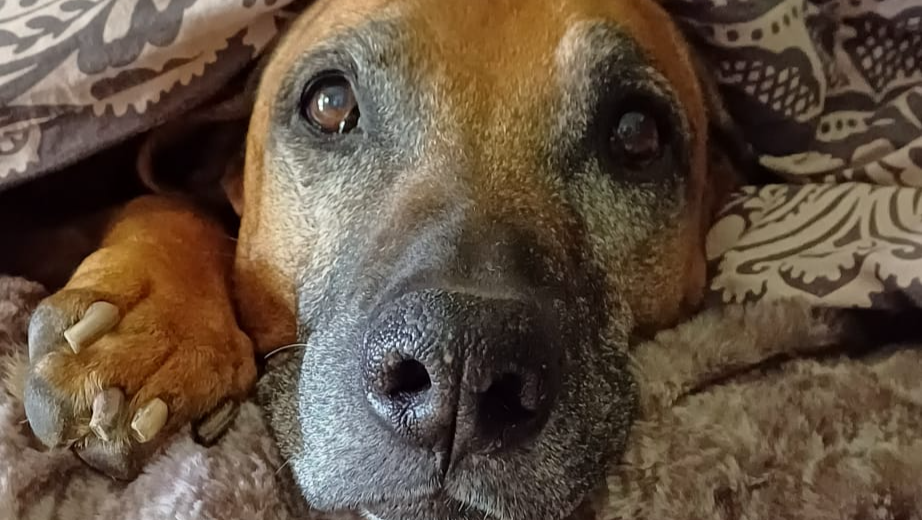 Hilfe für Bruno, unser tapferer Kämpfer nach einer Not OP photo