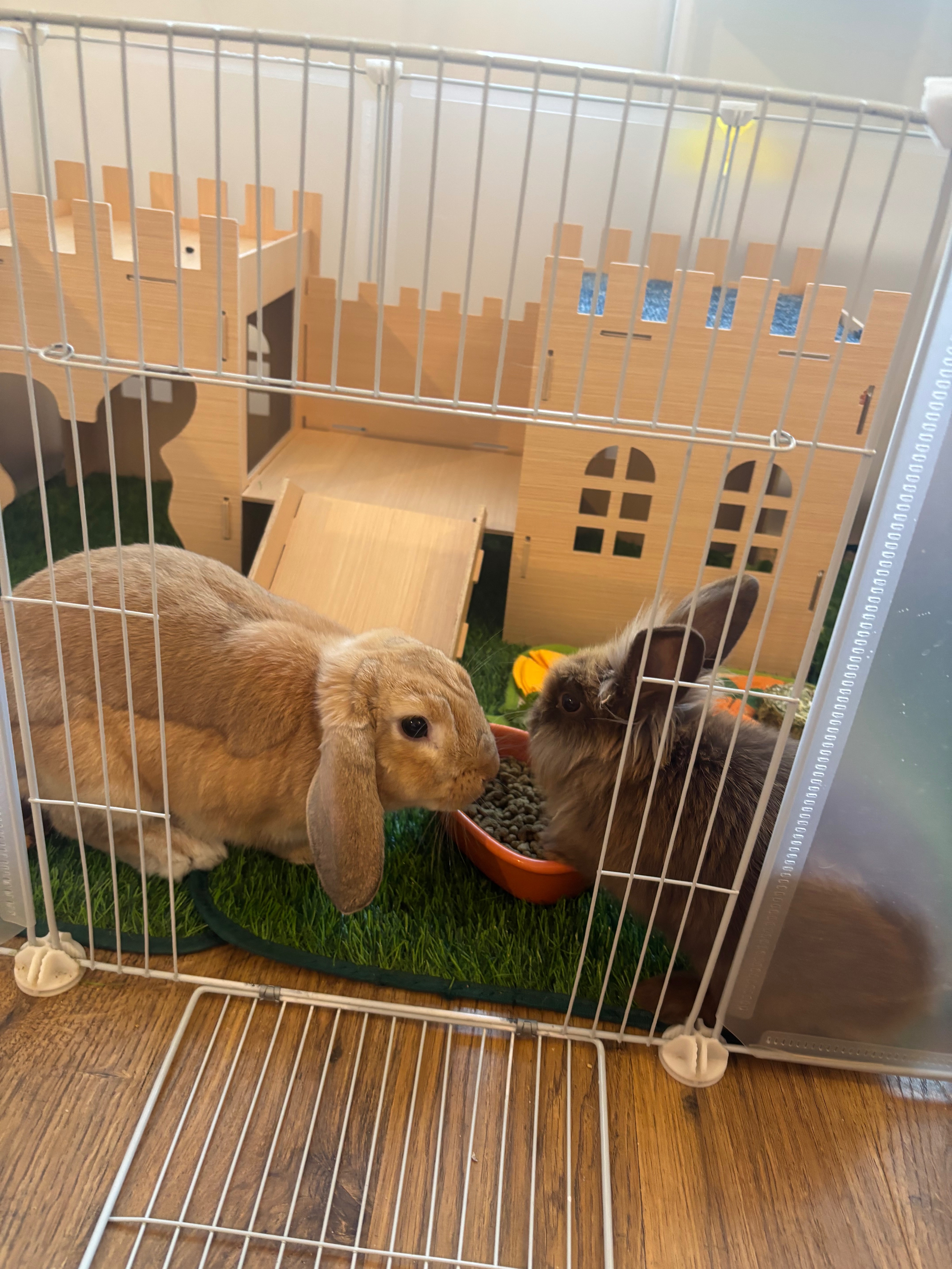 Simba and Nala campaign photo, 7 of 8