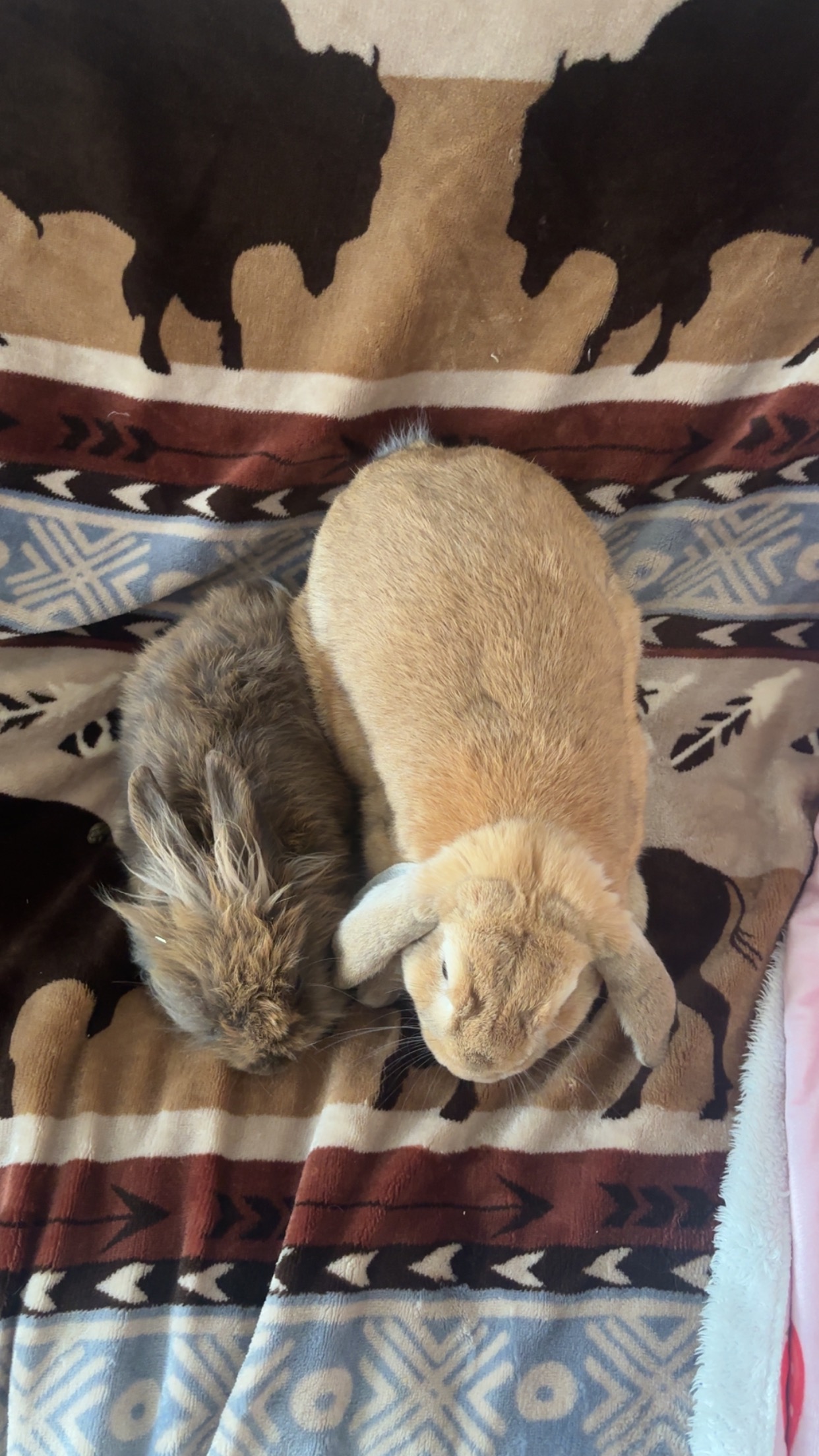 Simba and Nala campaign photo, 2 of 8
