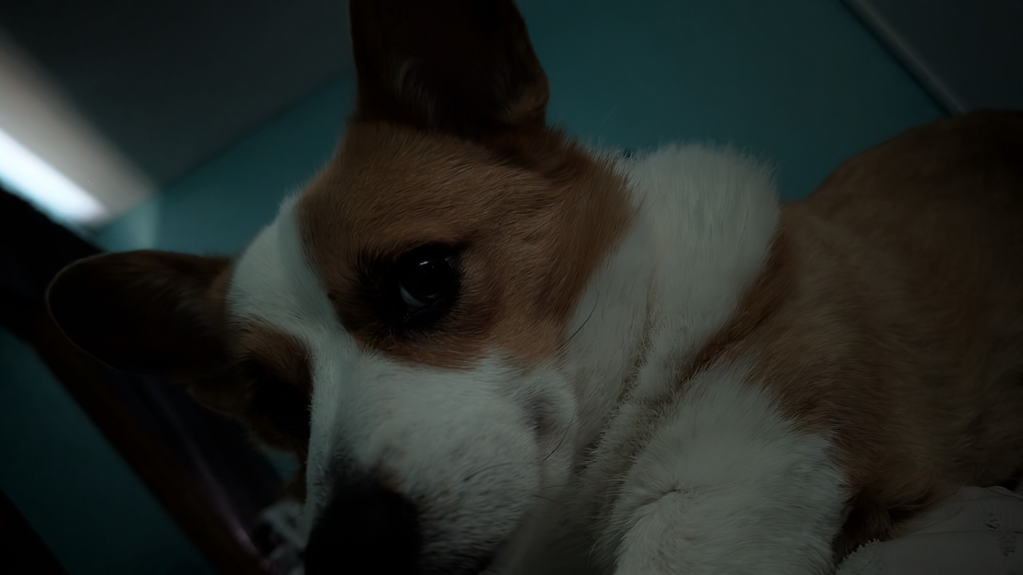 Urgent Surgery for Benji's Spinal Recovery campaign photo, 2 of 7