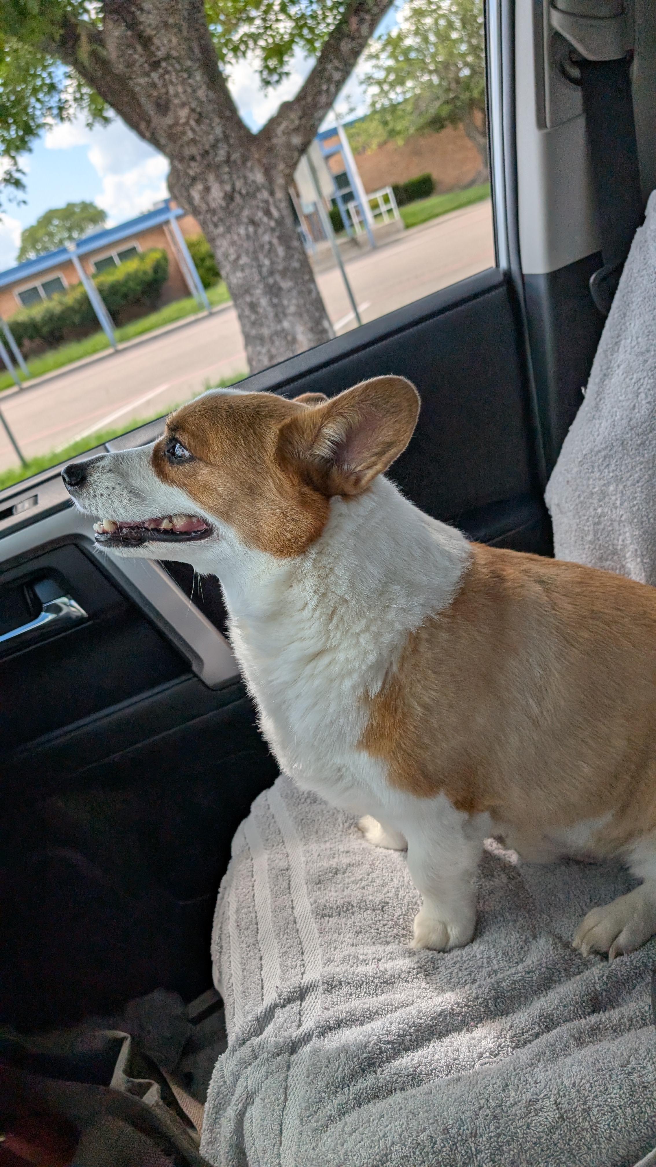 Urgent Surgery for Benji's Spinal Recovery campaign photo, 4 of 7