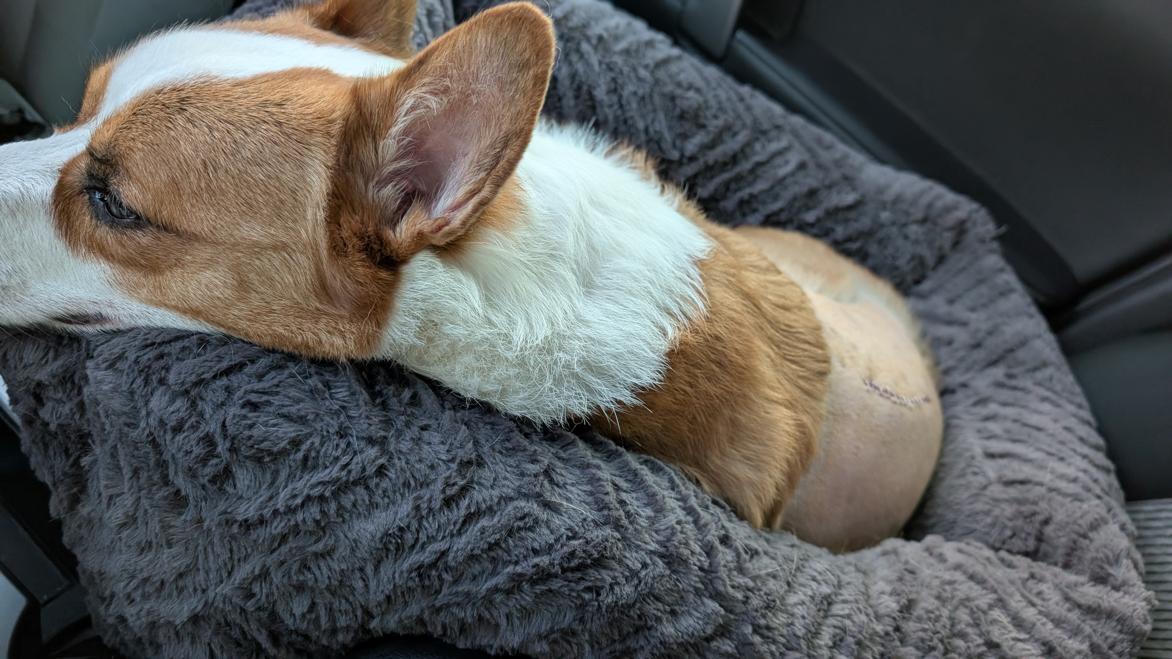Urgent Surgery for Benji's Spinal Recovery campaign photo, 5 of 7