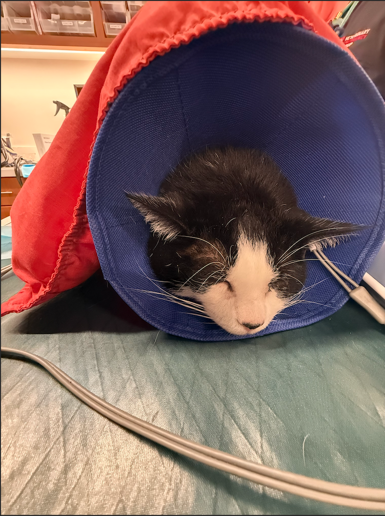Help Milo Heal: Urinary Blockage campaign photo, 5 of 6