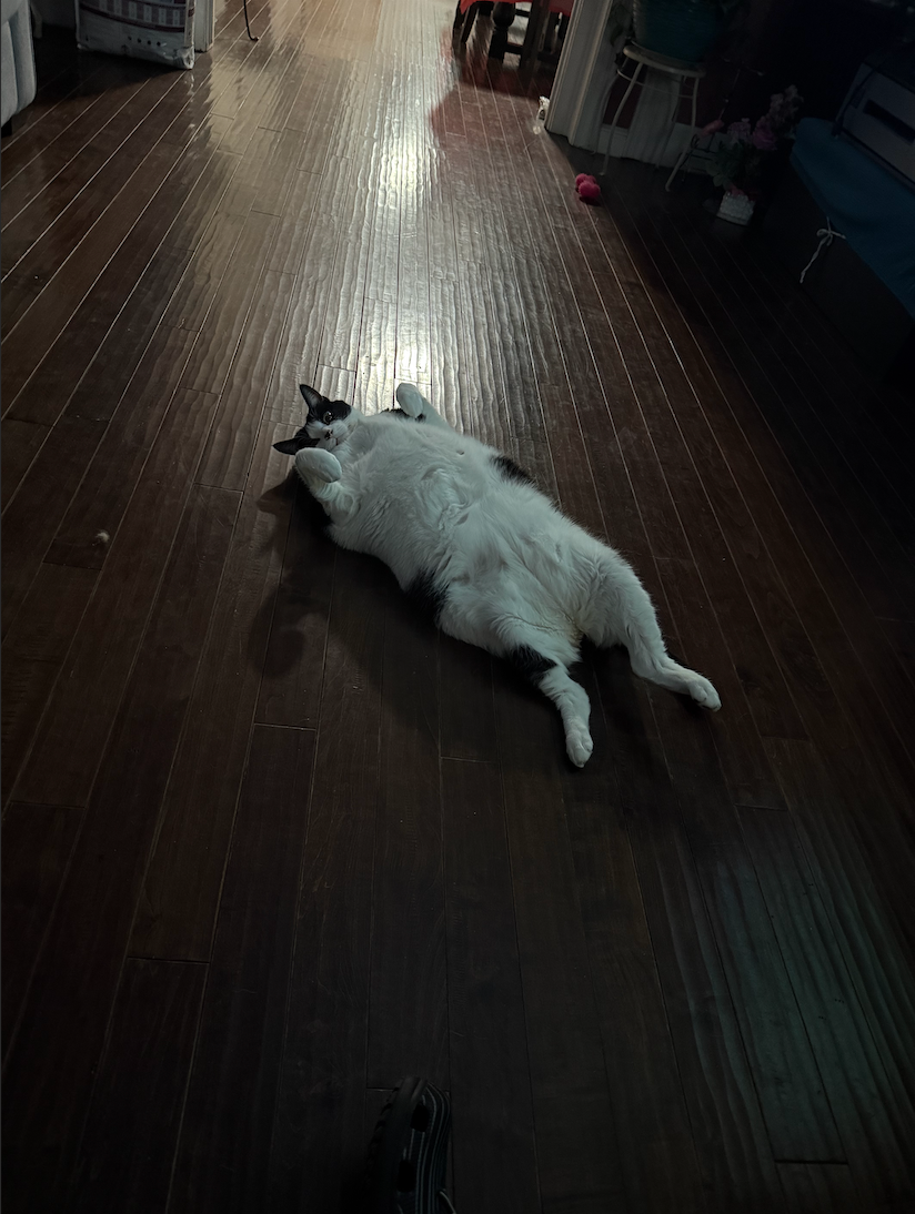 Help Milo Heal: Urinary Blockage campaign photo, 2 of 6