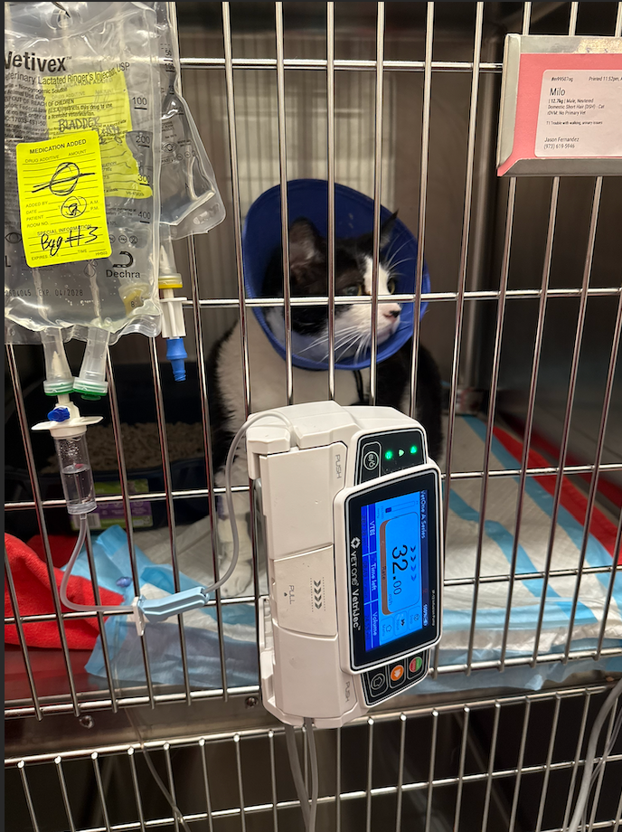 Help Milo Heal: Urinary Blockage campaign photo, 4 of 6