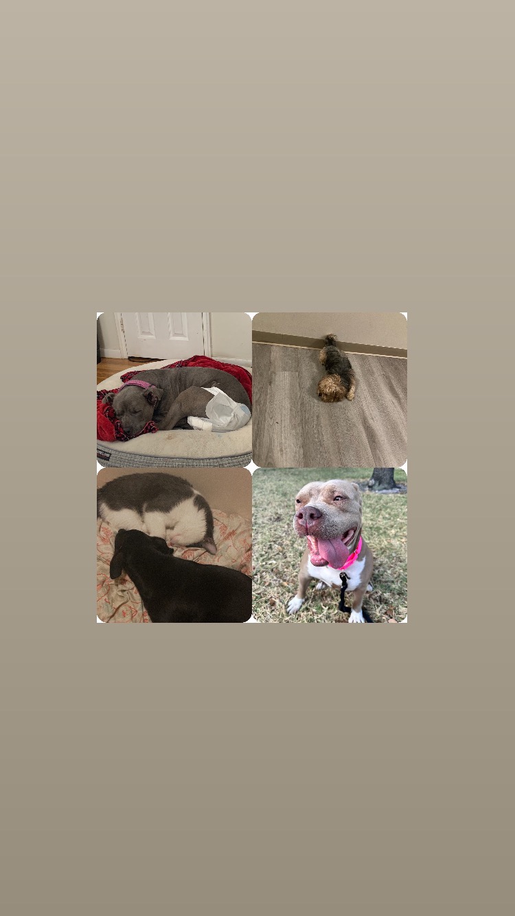 Support Gimmie Paw's Rescue Efforts campaign photo, 2 of 4