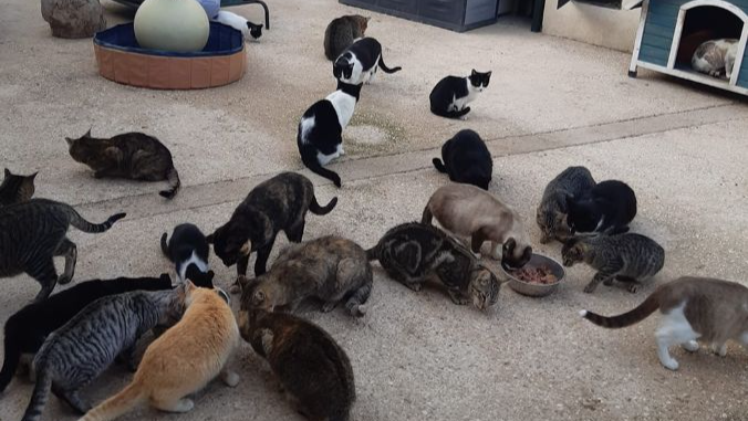 We need your help. I am a kitten rescuer. photo