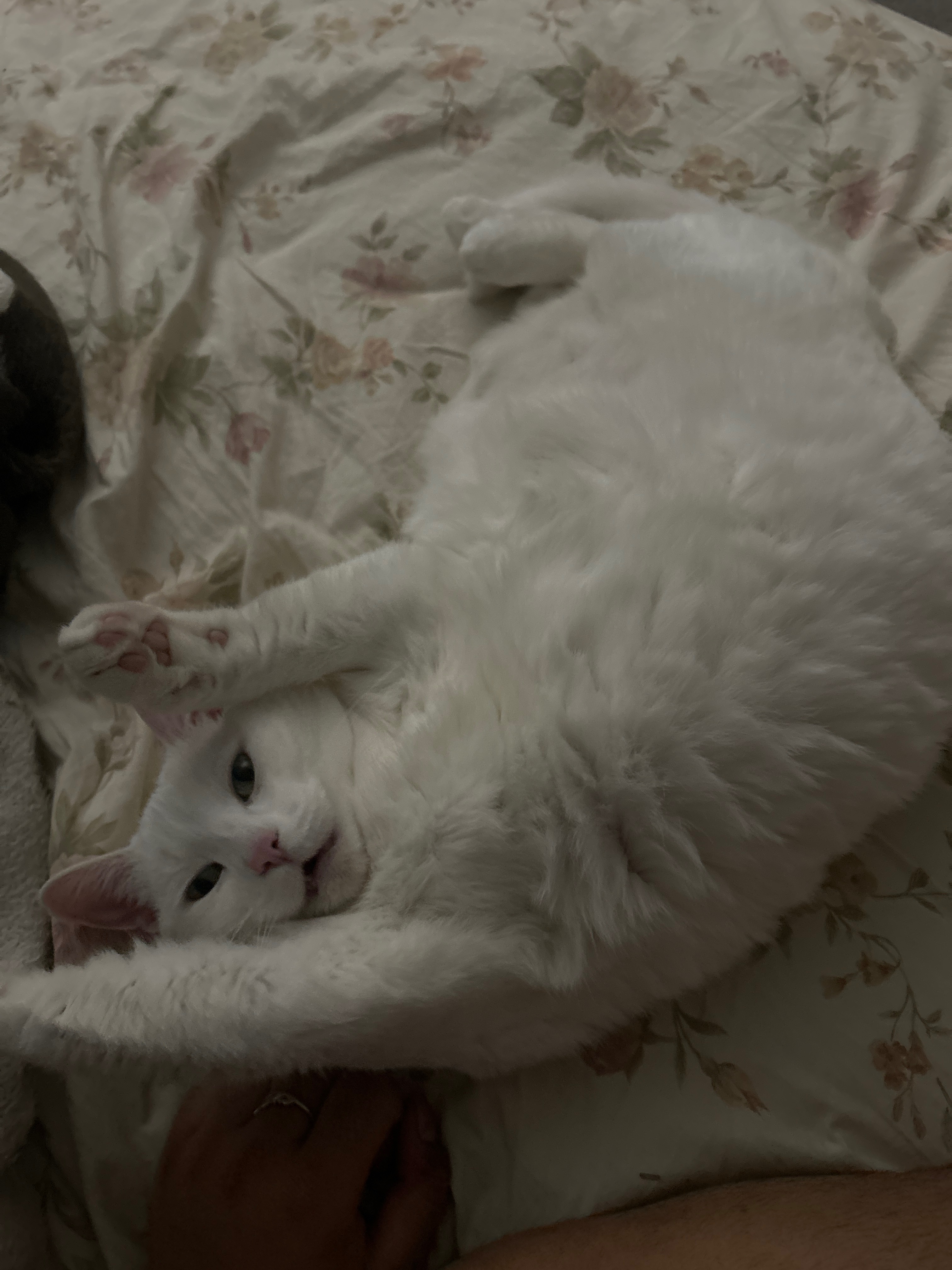 User-uploaded image 1