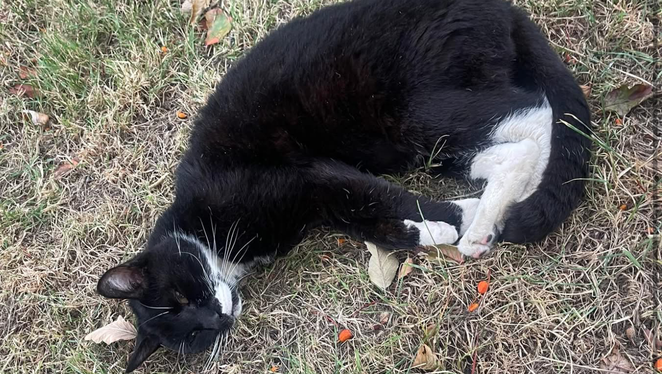 Helping homeless cats get medical treatment photo