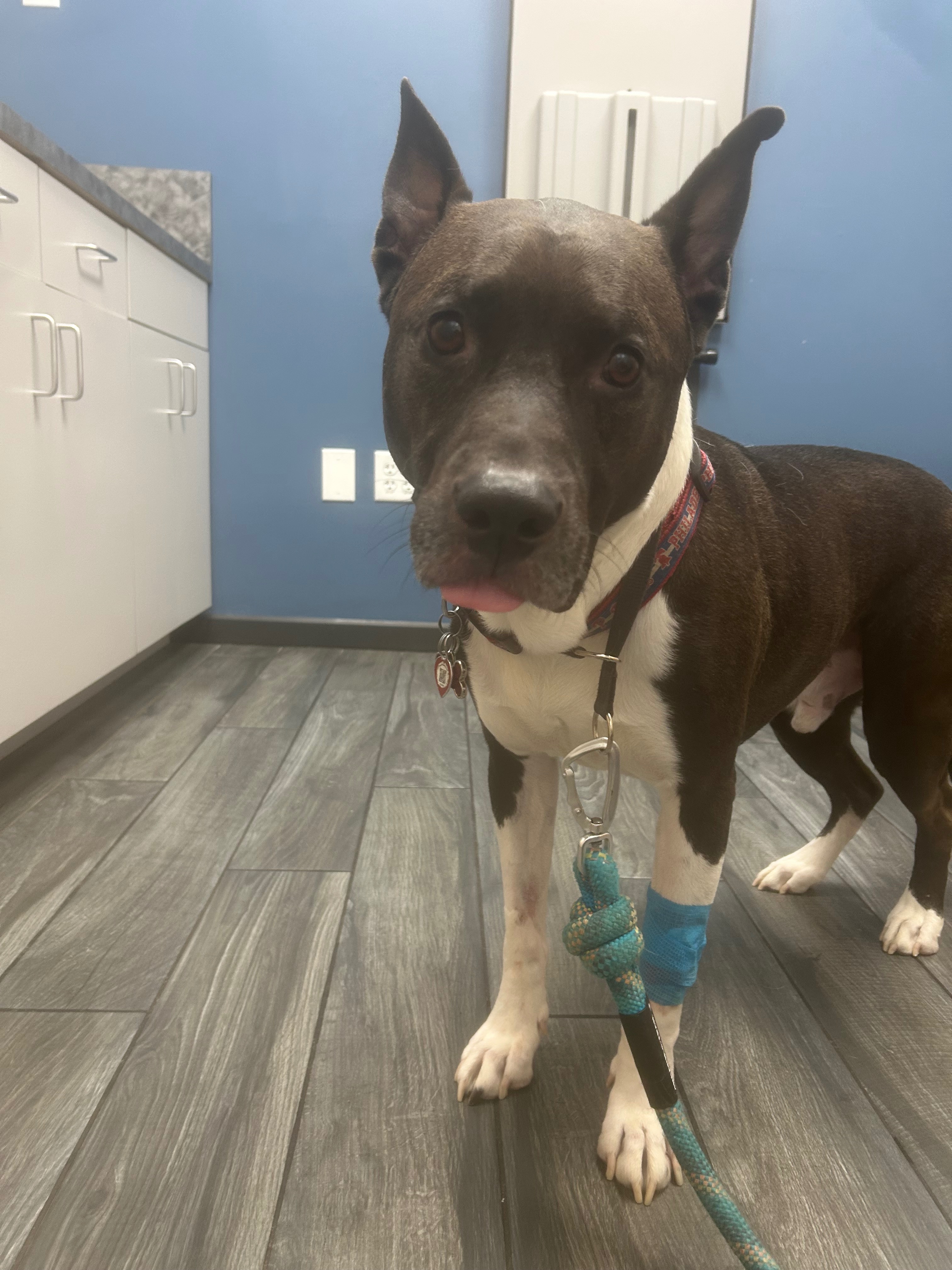 Duke Needs Urgent Medical Help campaign photo, 5 of 8