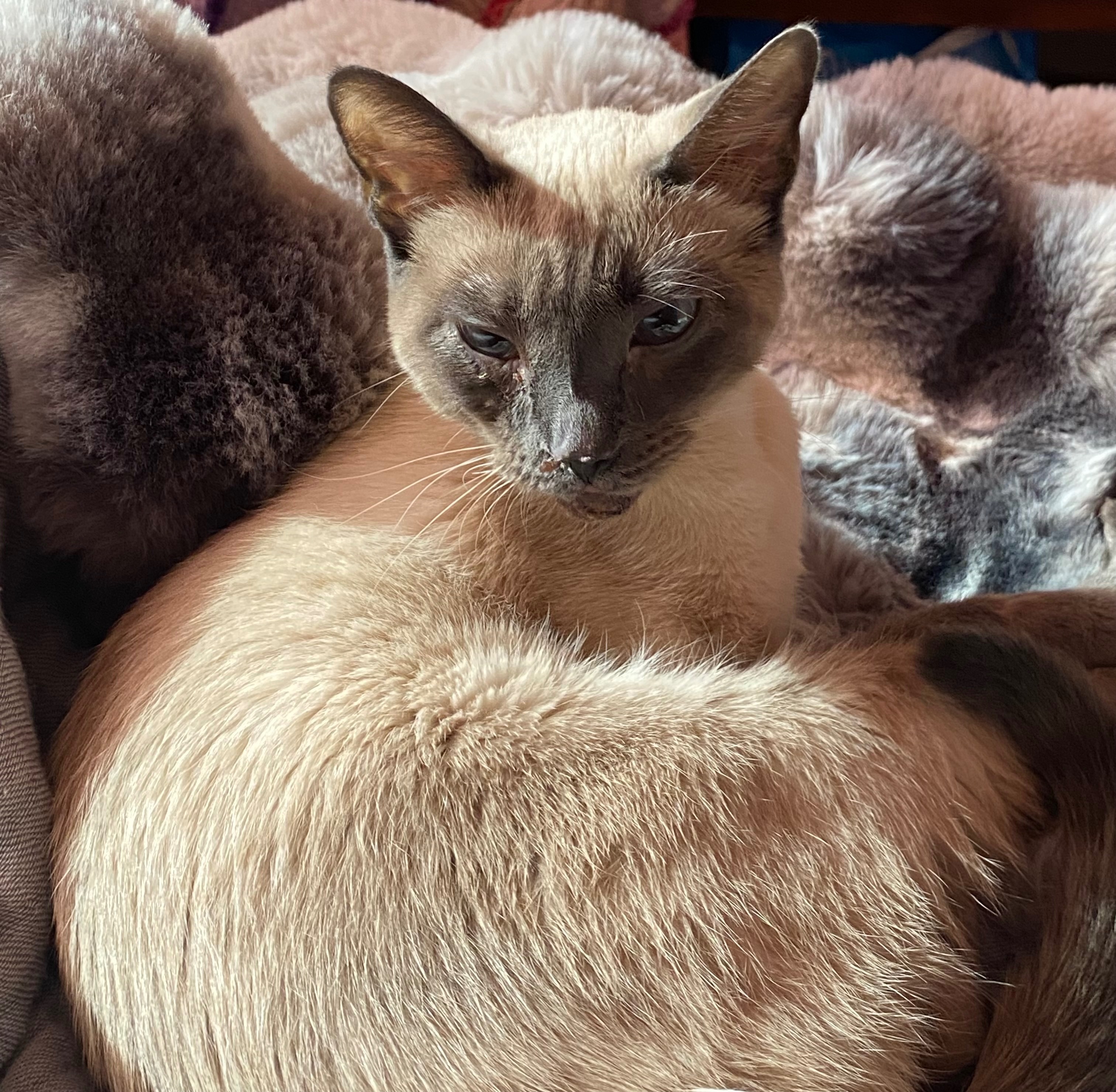 Help Tristan Cover Daphne's Vet Bills campaign photo, 4 of 6