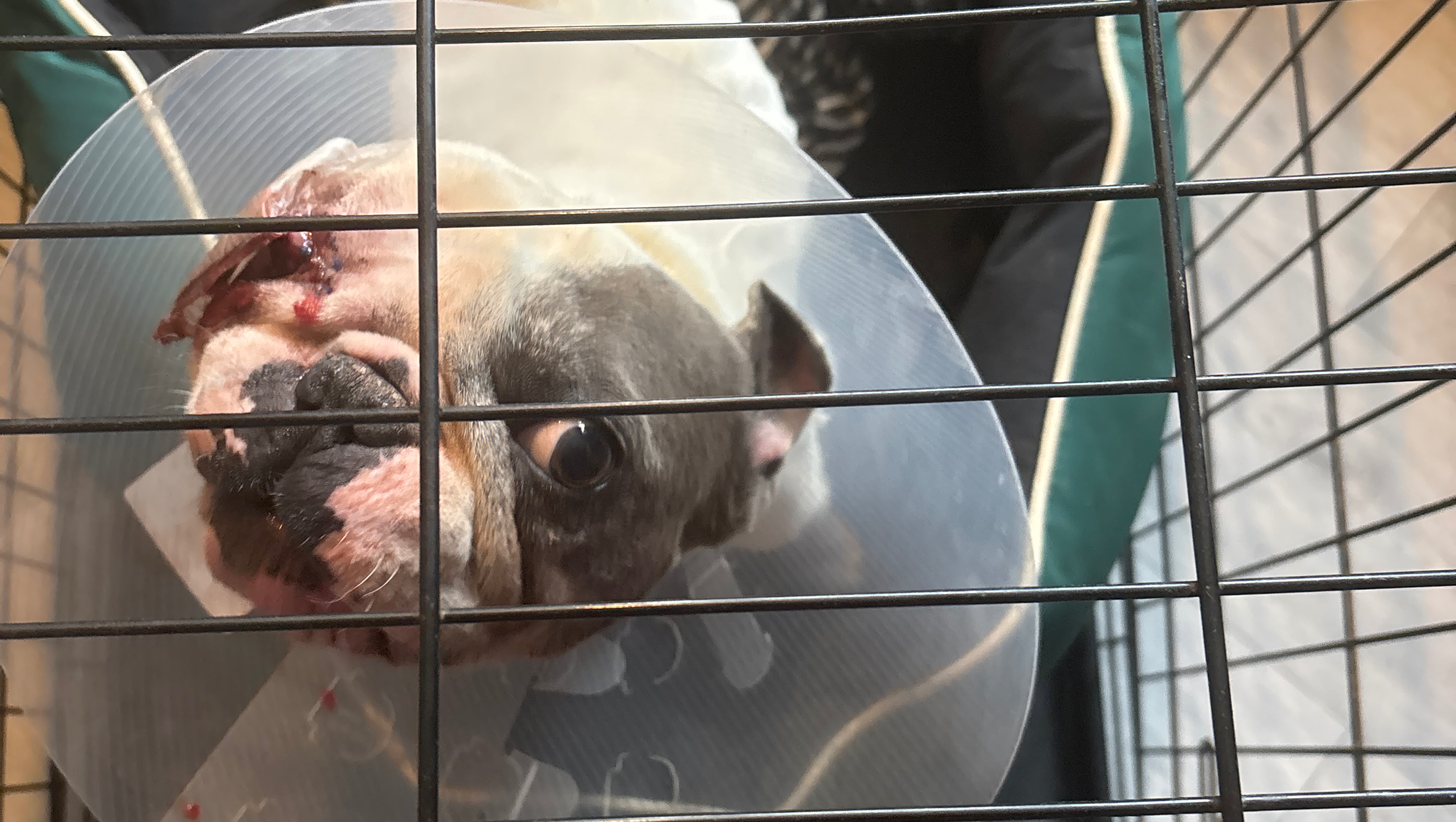 Urgent Help Needed to Pay Ronnie’s Vet Bill photo