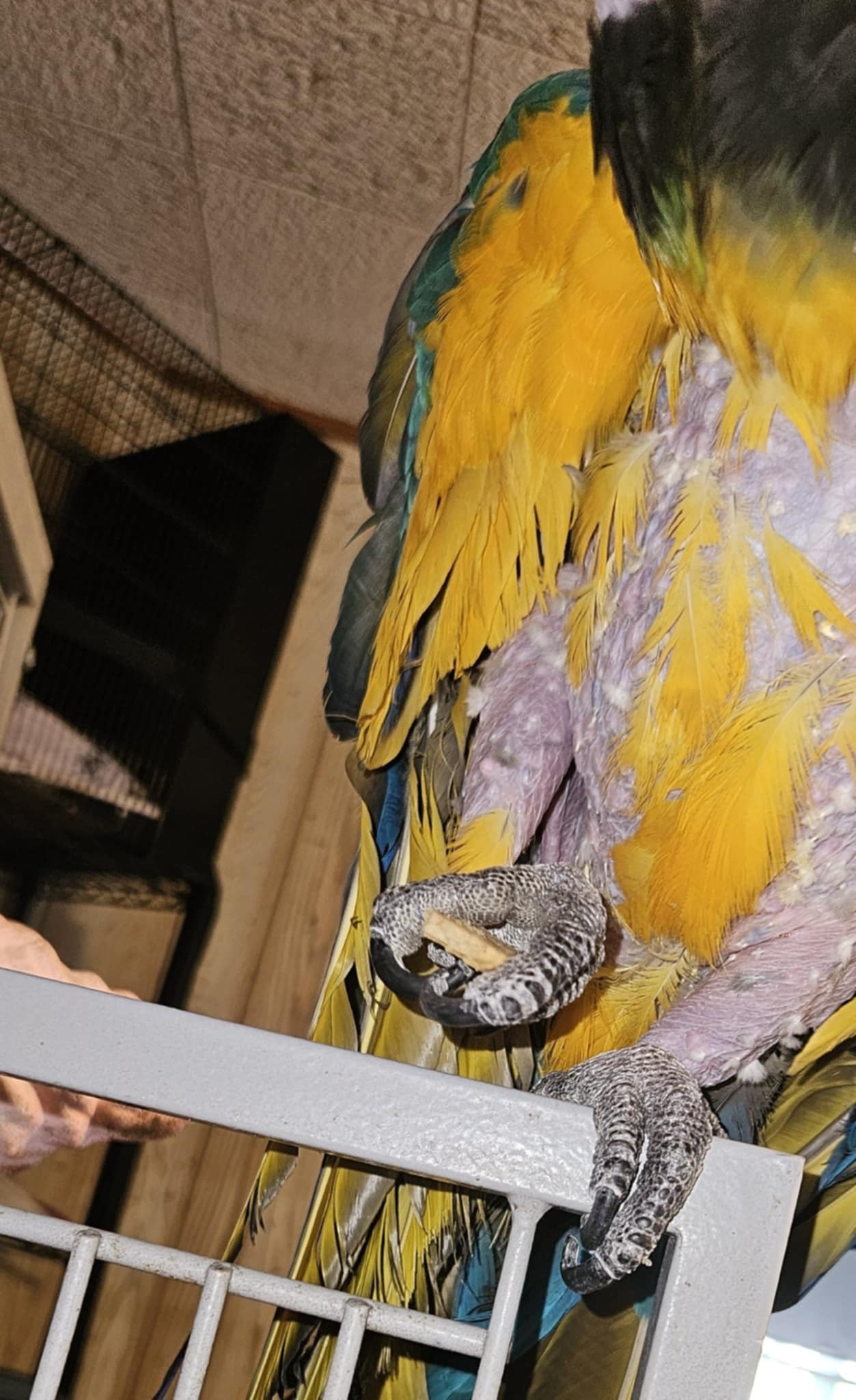Give Gabby the Macaw a Second Chance at Life campaign photo, 4 of 5