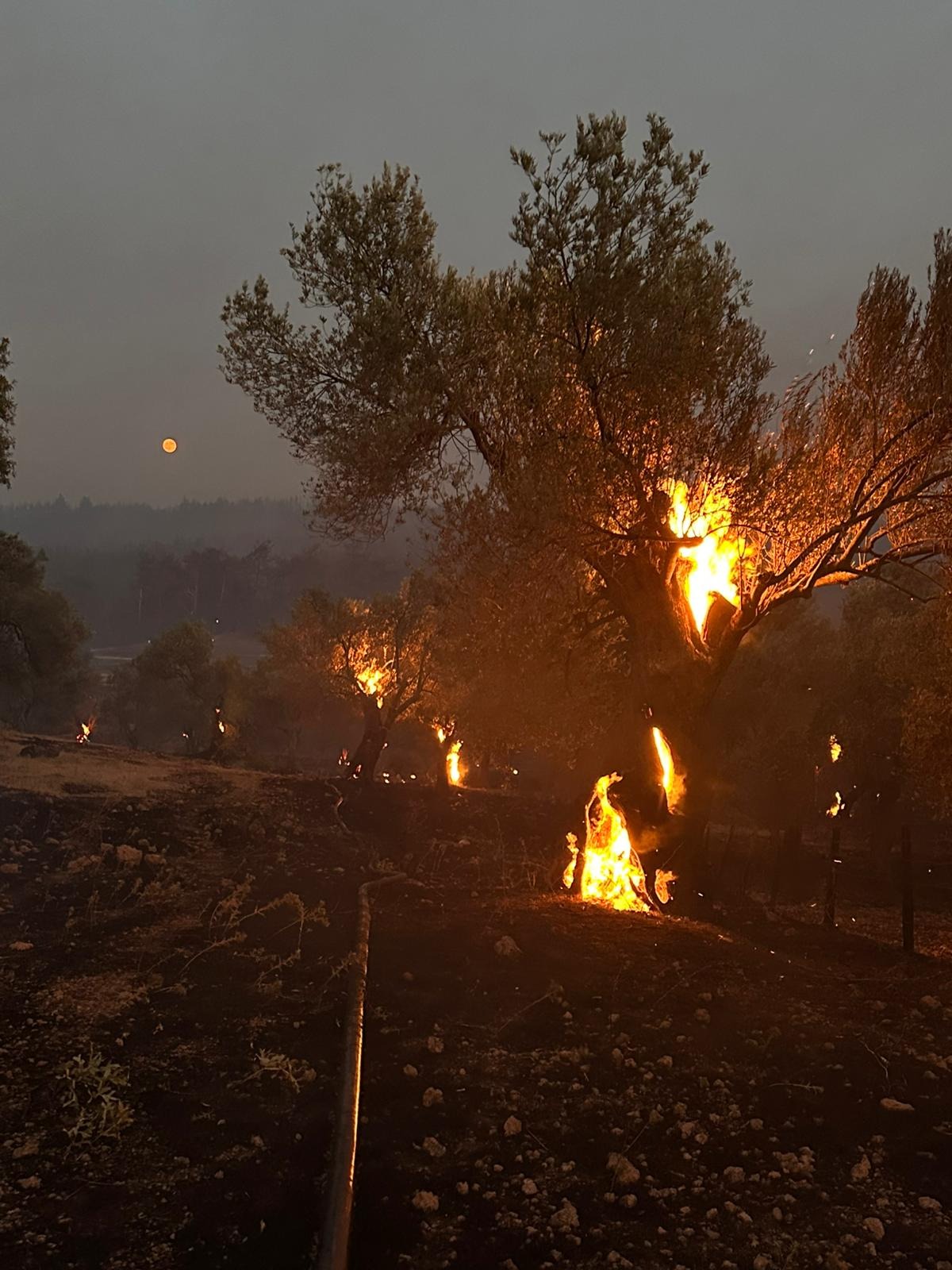 Save Olive Farm: Support Young Farmers in Wildfire Recovery campaign photo, 7 of 8